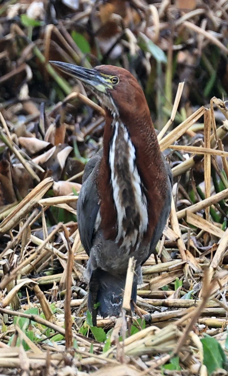 Rufescent Tiger-Heron (Tigrisoma lineatum) Reserva Natural Ceibas, Entre Rios, Argentina (2).jpg