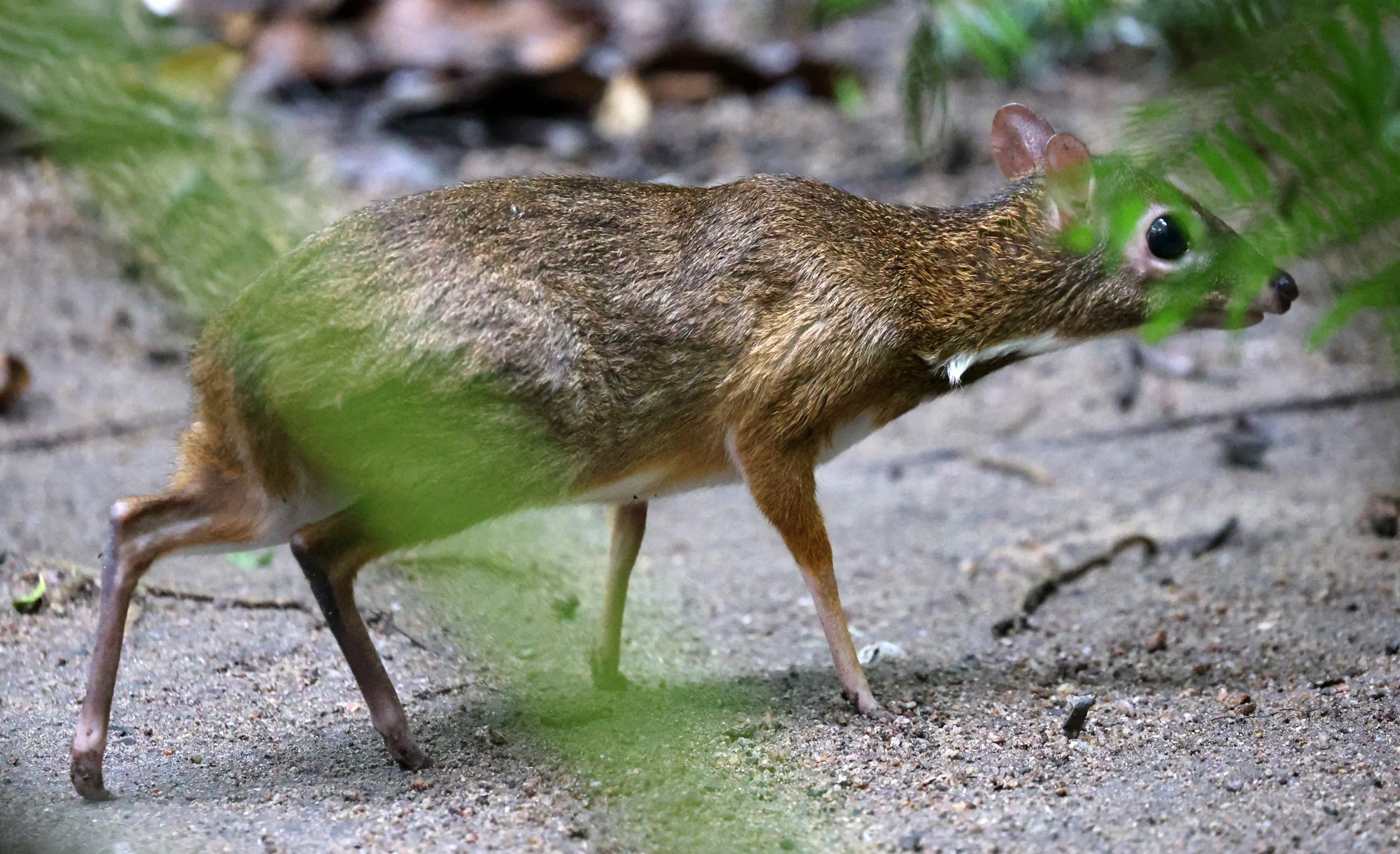 Javan Chevrotain (Tragulus javanicus) Khao Kiew Mountain Open Zoo Chonburi Thailand (3).jpg