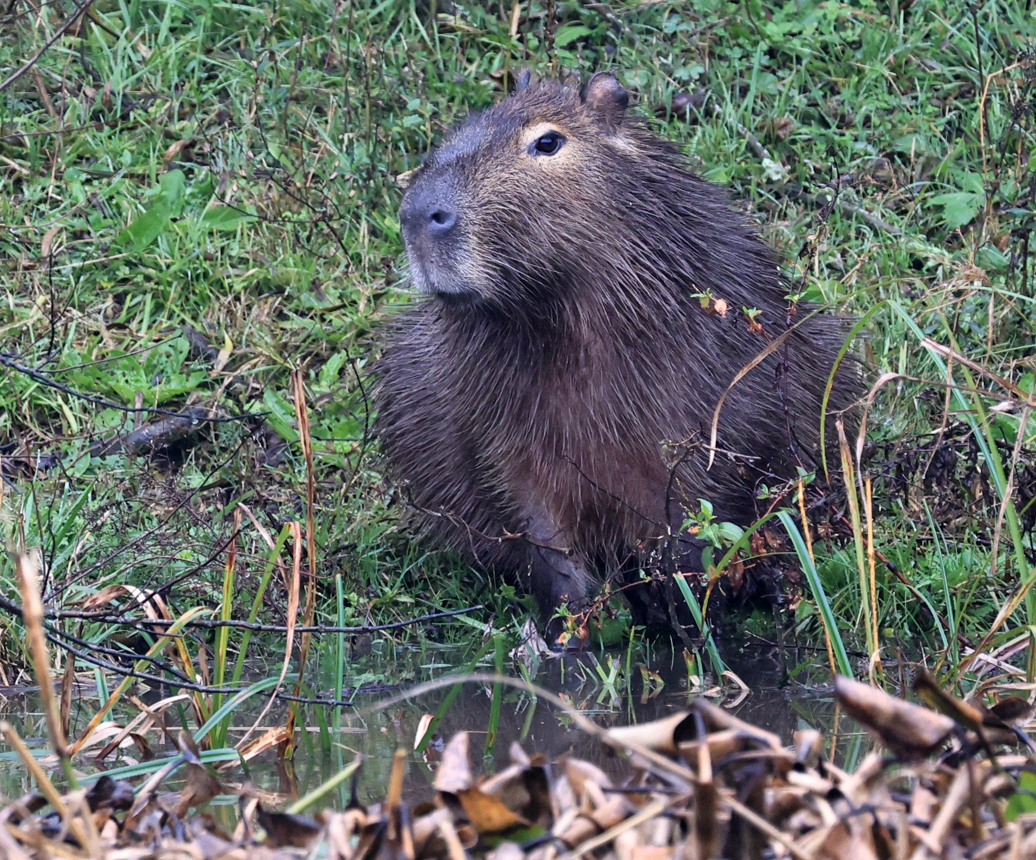 Capybara (Hydrochoerus hydrochaeris) Reserva Natural Ceibas, Entre Rios, Argentina (3).jpg