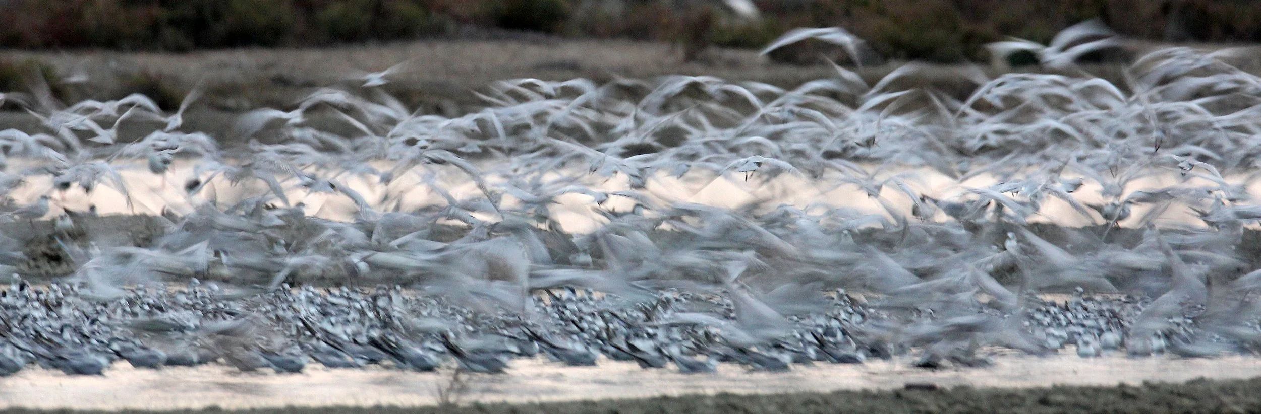 BIRD - TERN SPECIES MIXED FLOCK - WHISKERED AND LITTLE - KOK KHAM MAJACHAI  SALT PONDS - THAILAND (11).JPG