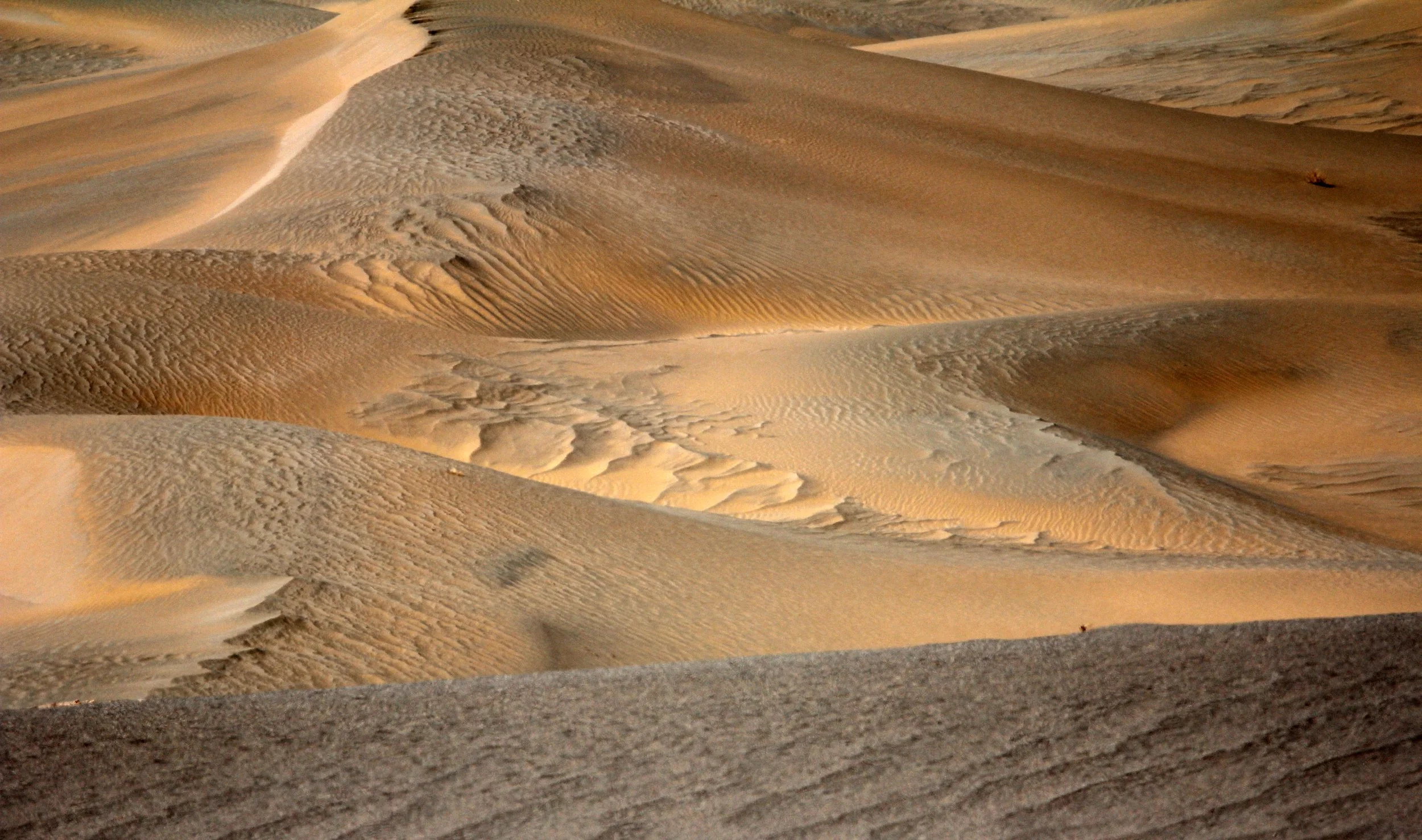 LOP NUR WILD BACTRIAN CAMEL RESERVE - XINJIANG CHINA (136).JPG