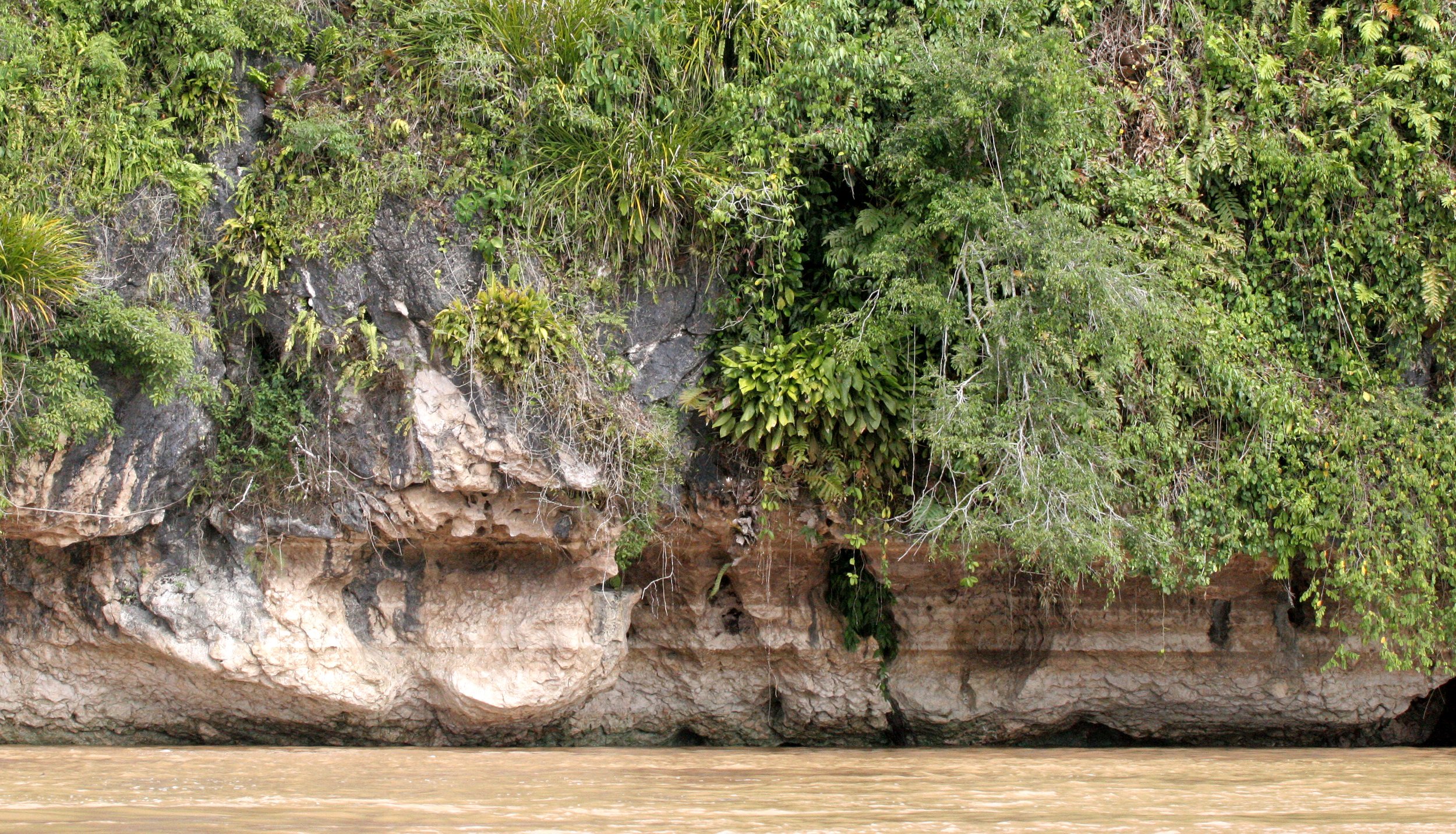 KINABATANGAN RIVER BORNEO - LIMESTONE CLIFFS (3).JPG