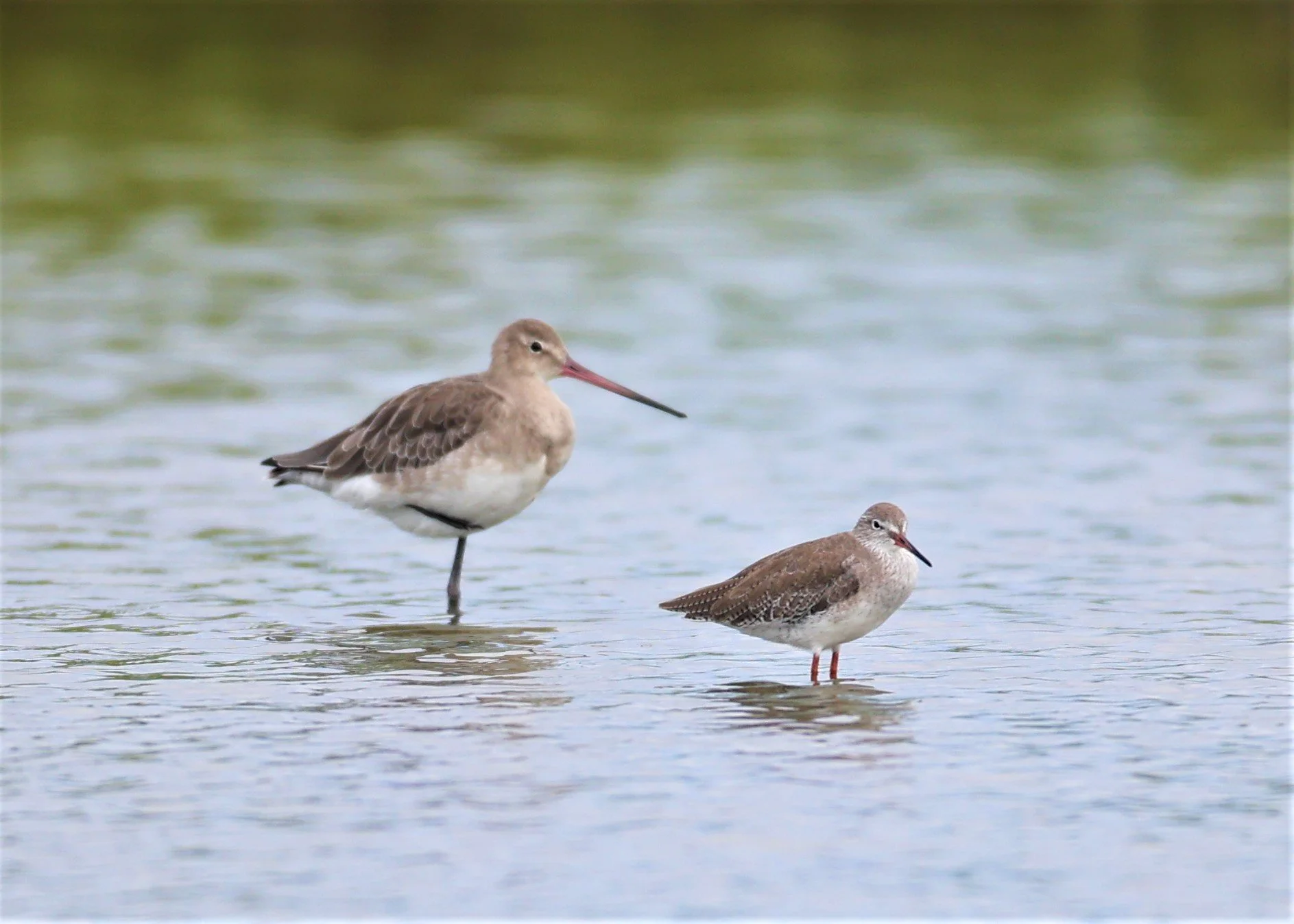 GODWIT - BLACK-TAILED GODWIT - Limosa limosa - WITH COMMON REDSHANK - BANG PAKONG SALT PANS CHACHOENGSAO WEST OF RIVER (17).jpg