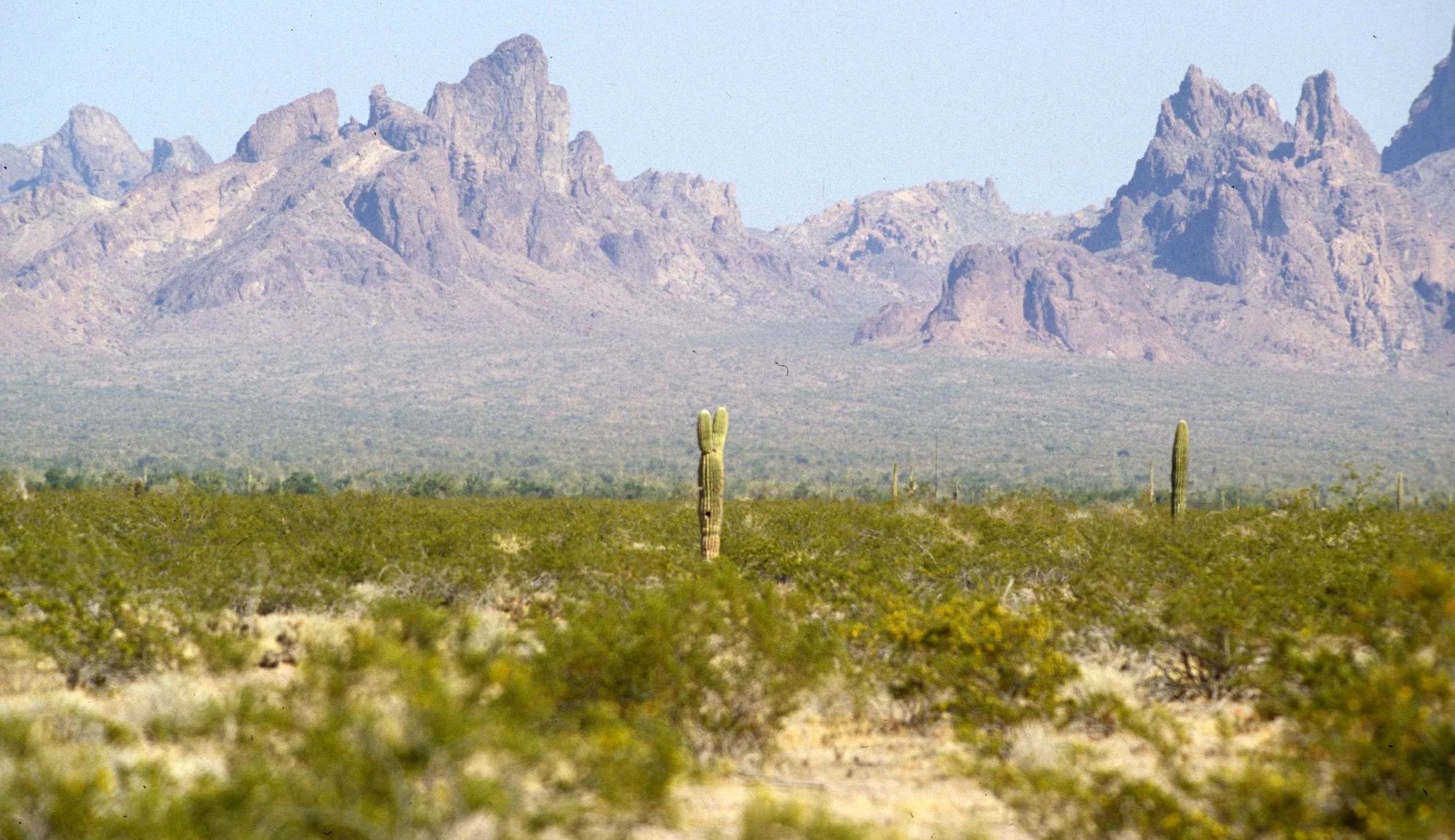 ORGAN PIPE CACTUS NP - DESERT VIEW A.jpg