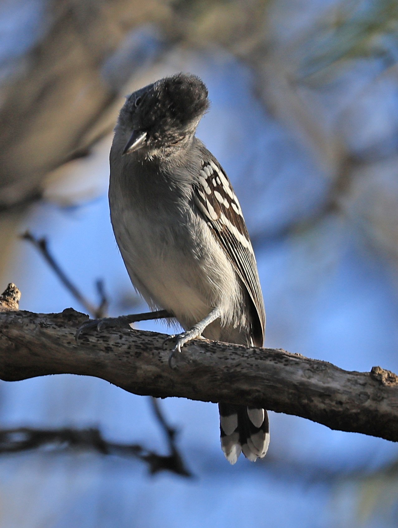 Bolivian Slaty-Antshrike (Thamnophilus sticturus) Agua Dulce Paraguay (1).jpg