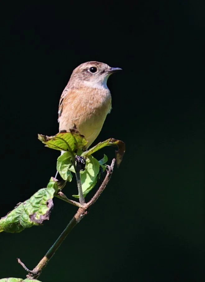 STONECHAT - AMUR (STEJNEGER'S) STONECHAT - Saxicola stejnegeri - KAENG KRACHAN 20 OCT 2021 (4).jpg