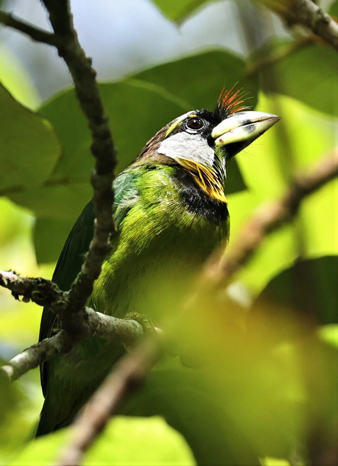 Psilopogon pyrolophus - FIRE-TUFTED BARBET - FRASER'S HILL, MALAYSIA JUNE 2022 (55).jpg