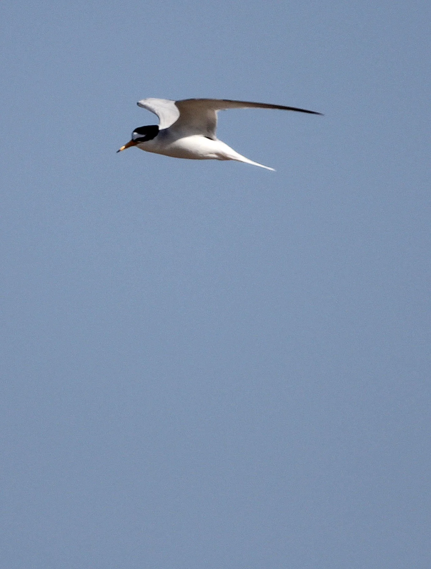 BIRD - TERN - LITTLE TERN - NEAR KORBA WETLANDS TUNISIA (8).JPG
