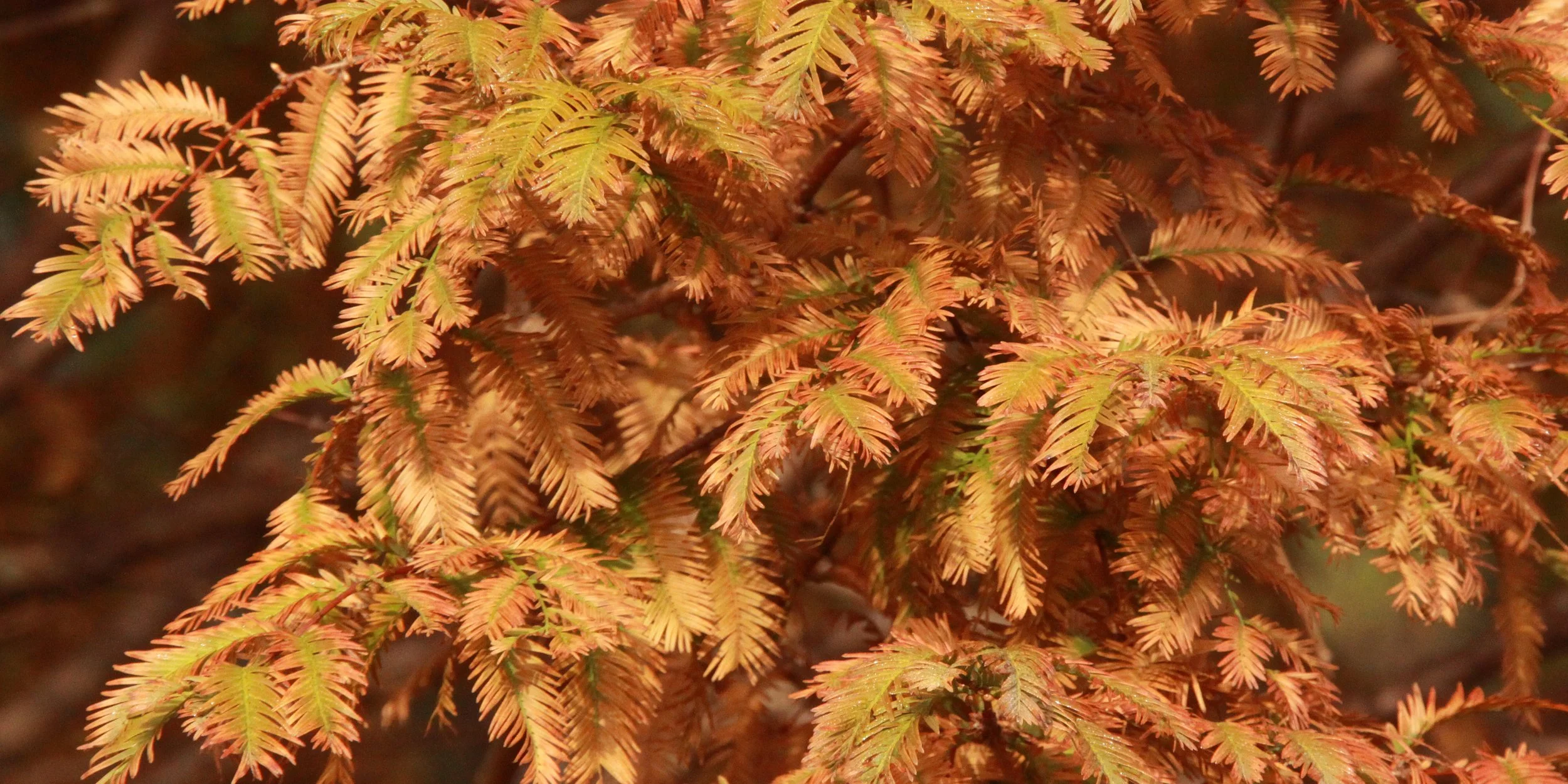 MEIHUASHAN - FUJIAN CHINA - DAWN REDWOOD IN FALL COLORS (3).JPG