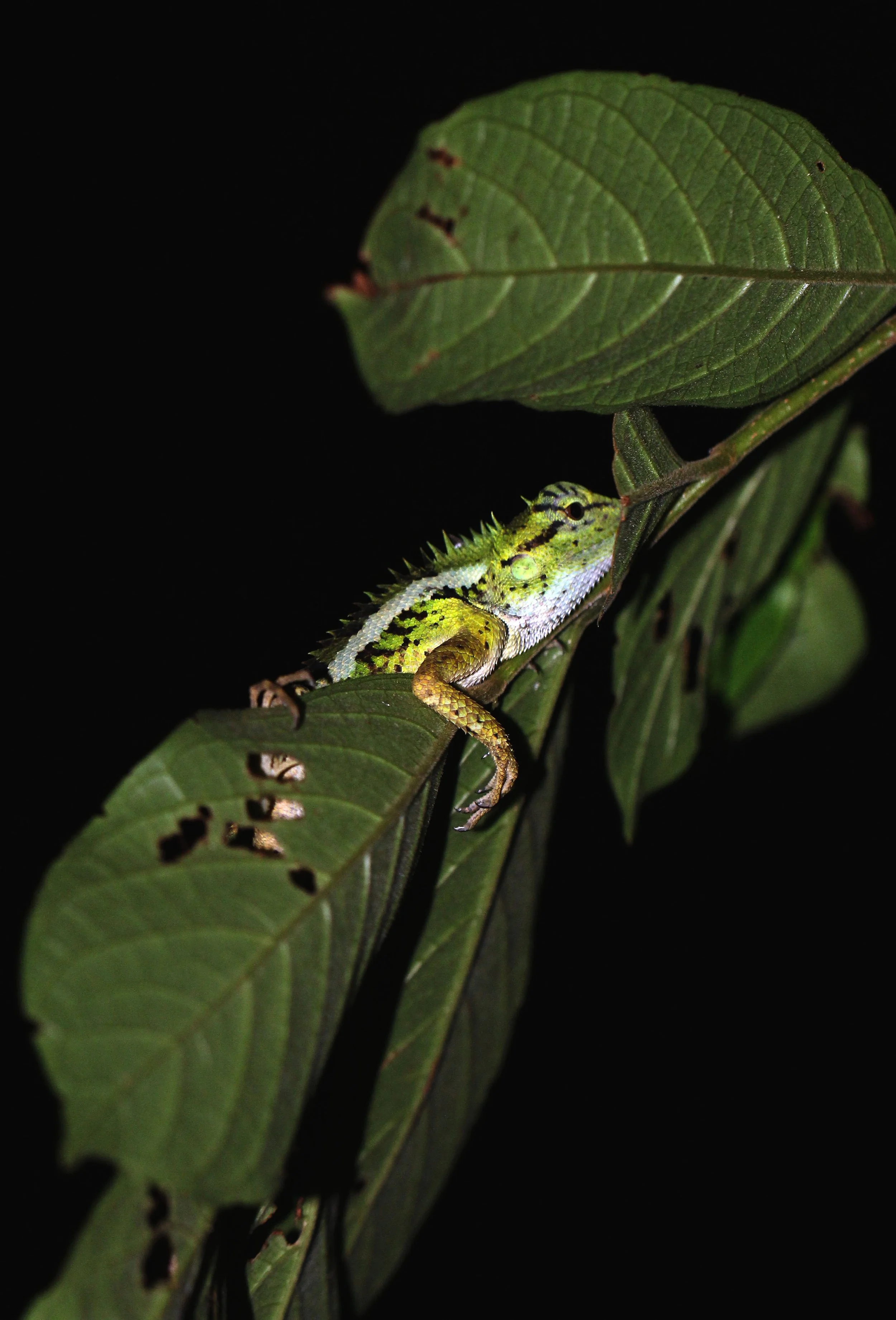 Calotes emma - EMMA GRAY'S FOREST LIZARD - KOH LANTA THAILAND (42).JPG