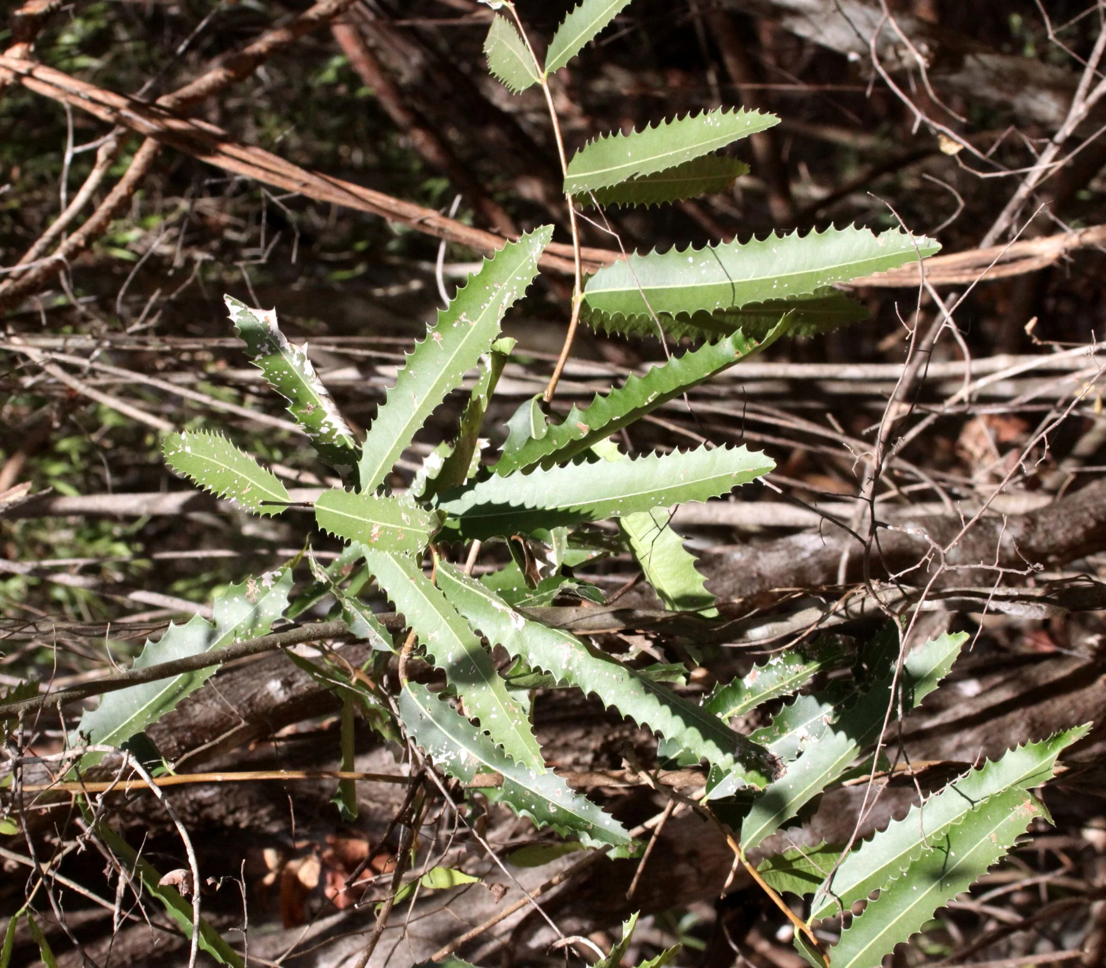 PLANT - SPECIES - KIRINDY NATIONAL PARK - MADAGASCAR (12).JPG