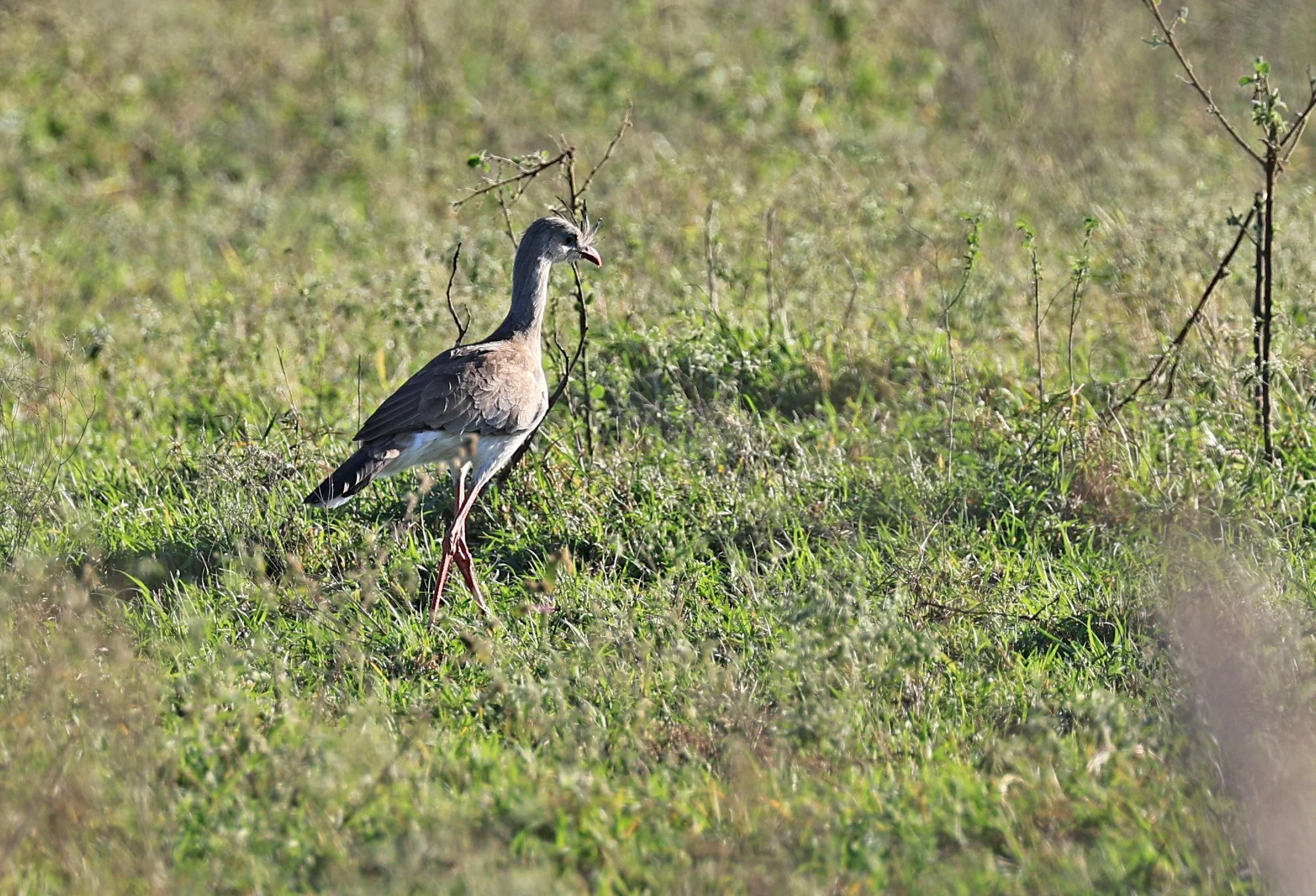 Red-legged Seriema (Cariama cristata) Neuland Mennonite Colony Paraguay (12).jpg