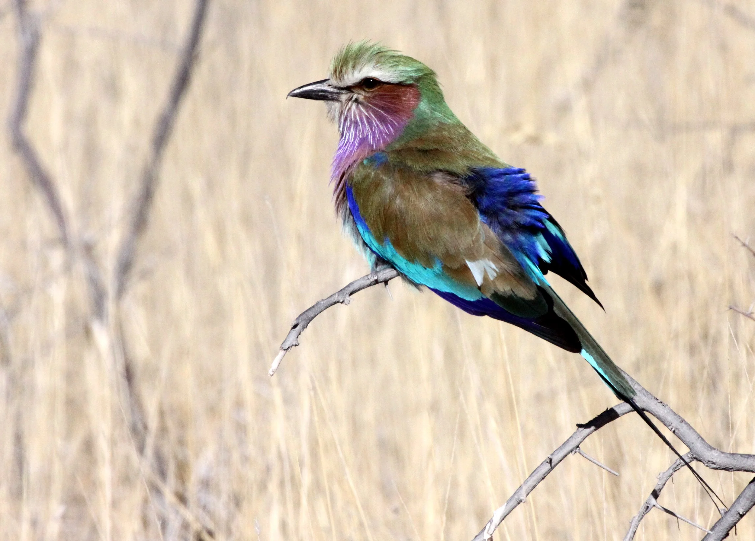 Lilac-breasted Roller (Coracias caudatus) Etosha NP Namibia (2).JPG