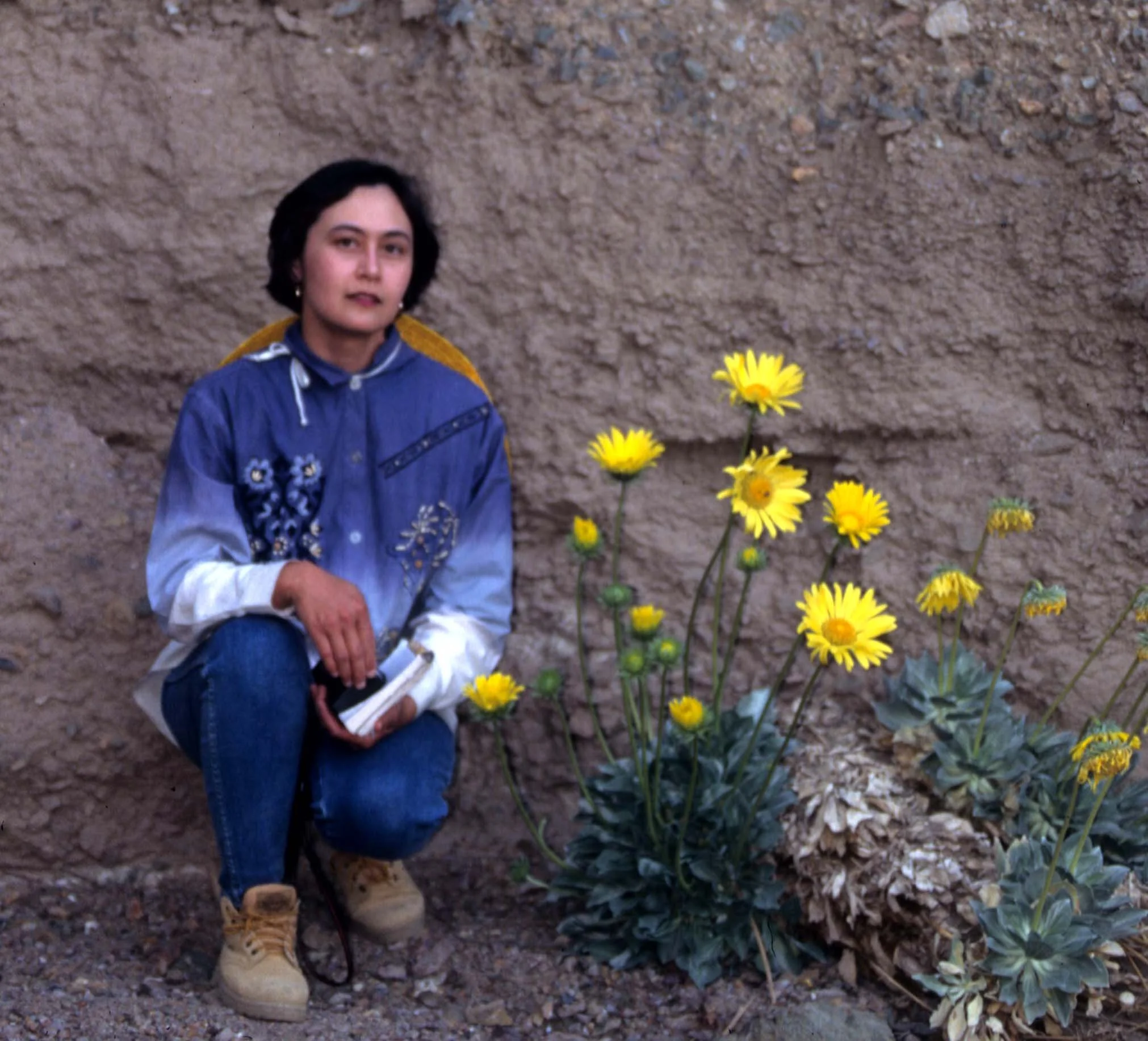 DEATH VALLEY - PANAMINT DAISY.jpg
