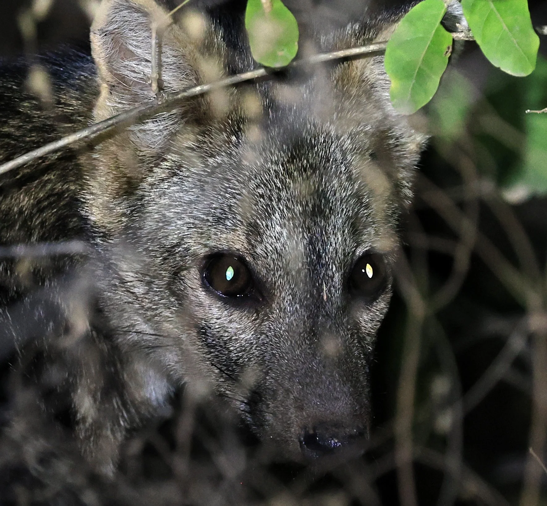 Crab-eating Fox (Cerdocyon thous) Agua Dulce Paraguay (61).jpg