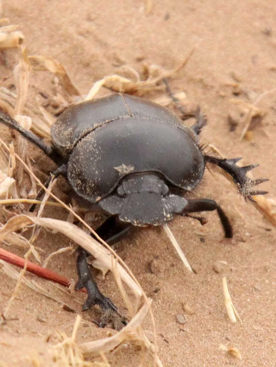 Scarabaeus sacer - Kulun Qi, Inner Mongolia China (16).JPG