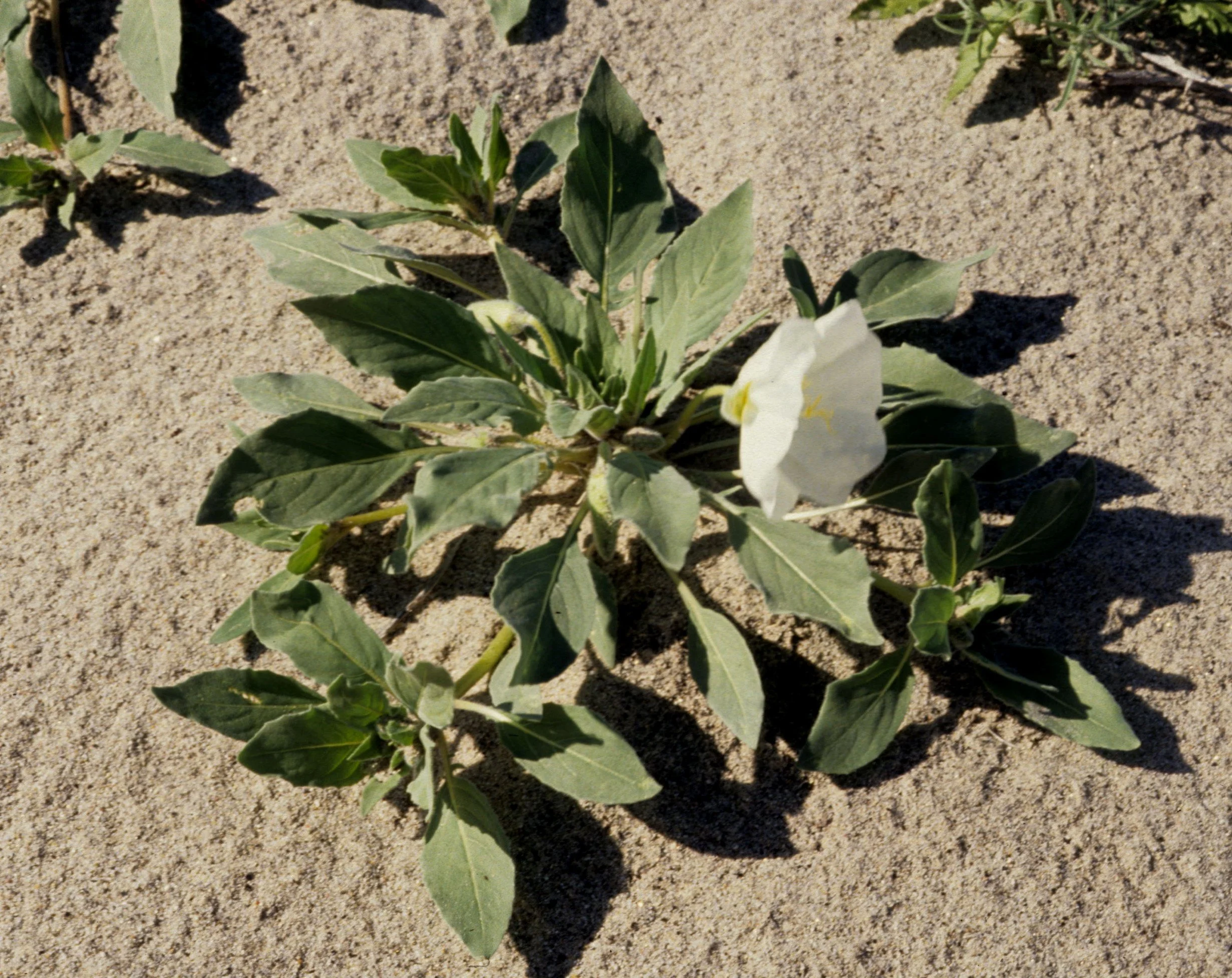 ANZA BORREGO - ONAGRACEAE - OENOTHERA DELTOIDES - DUNE PRIMROSE A.jpg