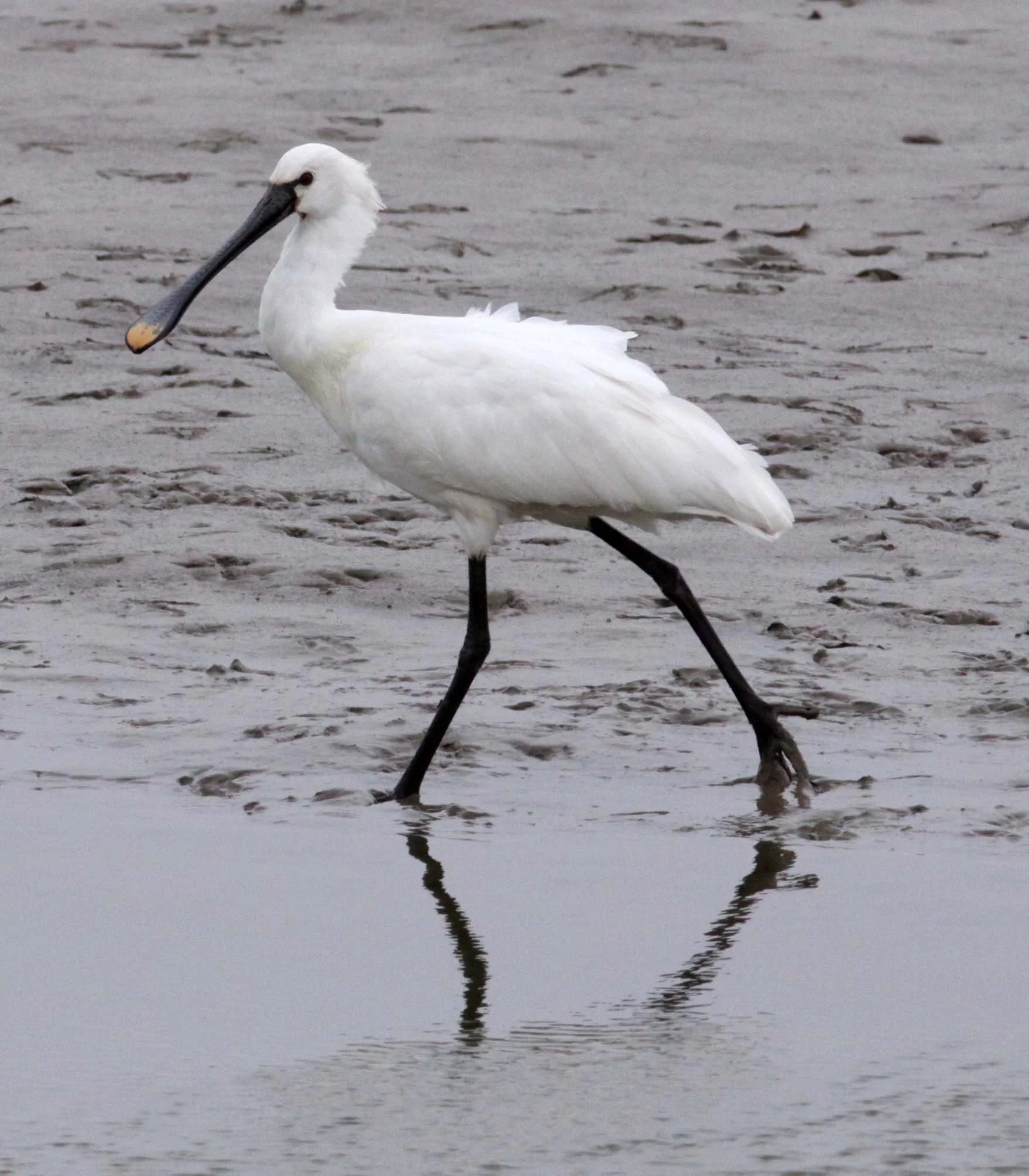 SPOONBILL - EURASIAN SPOONBILL - Platalea leucorodia - YANCHENG CHINA (34).JPG