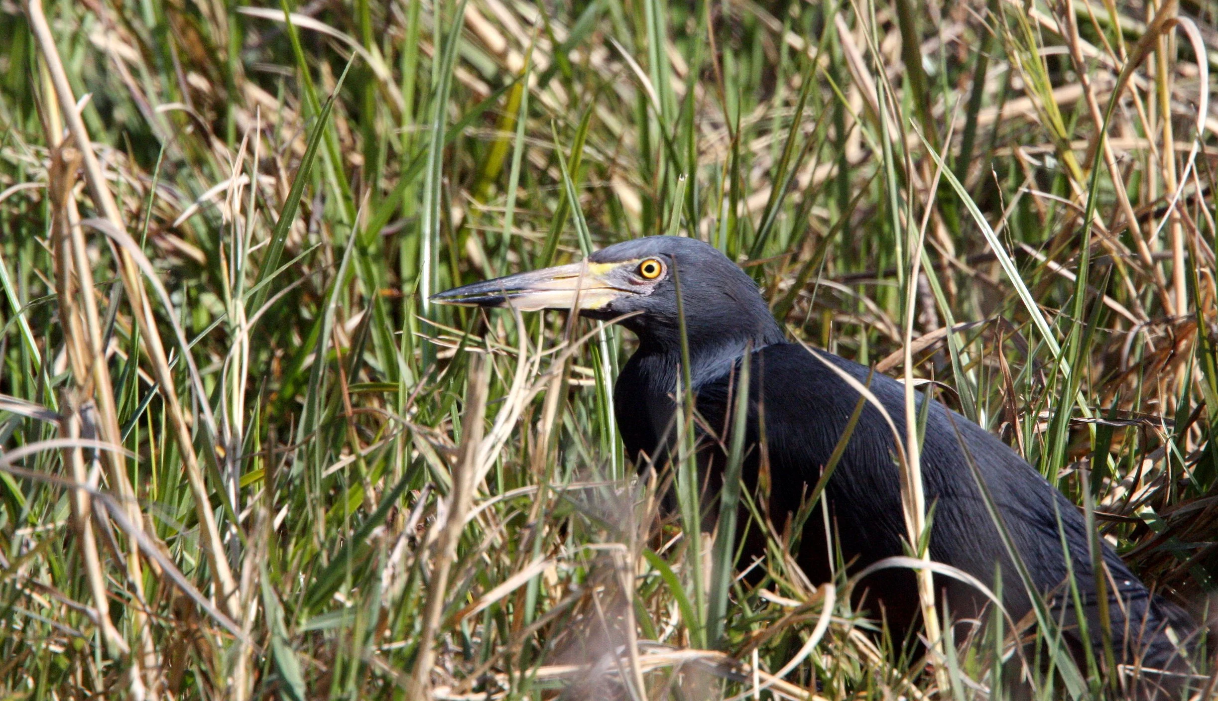 HERON - RUFOUS-BELLIED HERON - Ardeola rufiventris - KHWAI CAMP OKAVANGO BOTSWANA (29).JPG