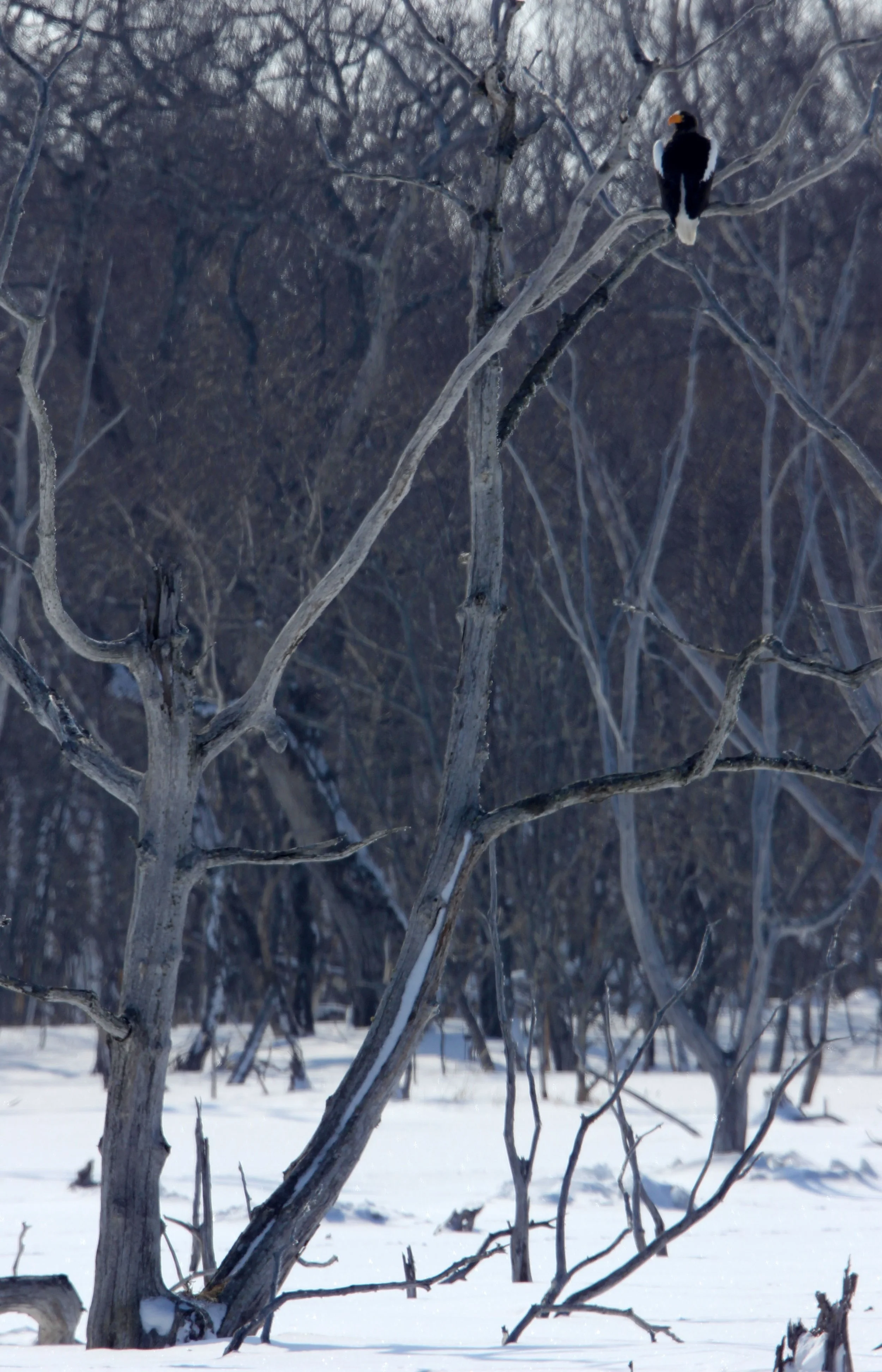 NOTSUKE PENINSULA - HOKKAIDO JAPAN - SAKHALIN FIR STAND (5).JPG