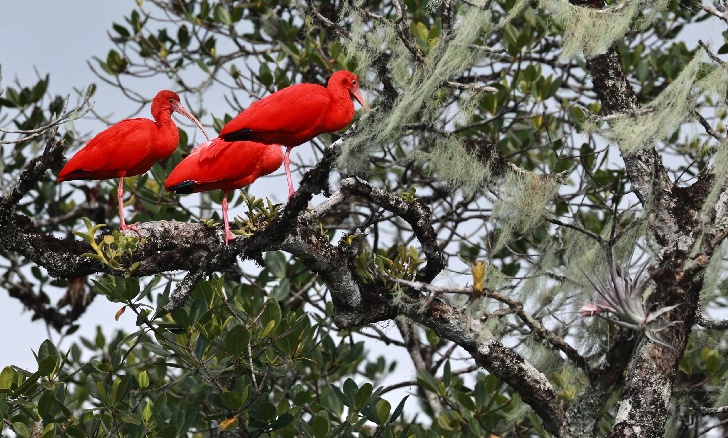 Scarlet Ibis (Eudocimus ruber) Superagüi National Park, Brazil (16).jpg