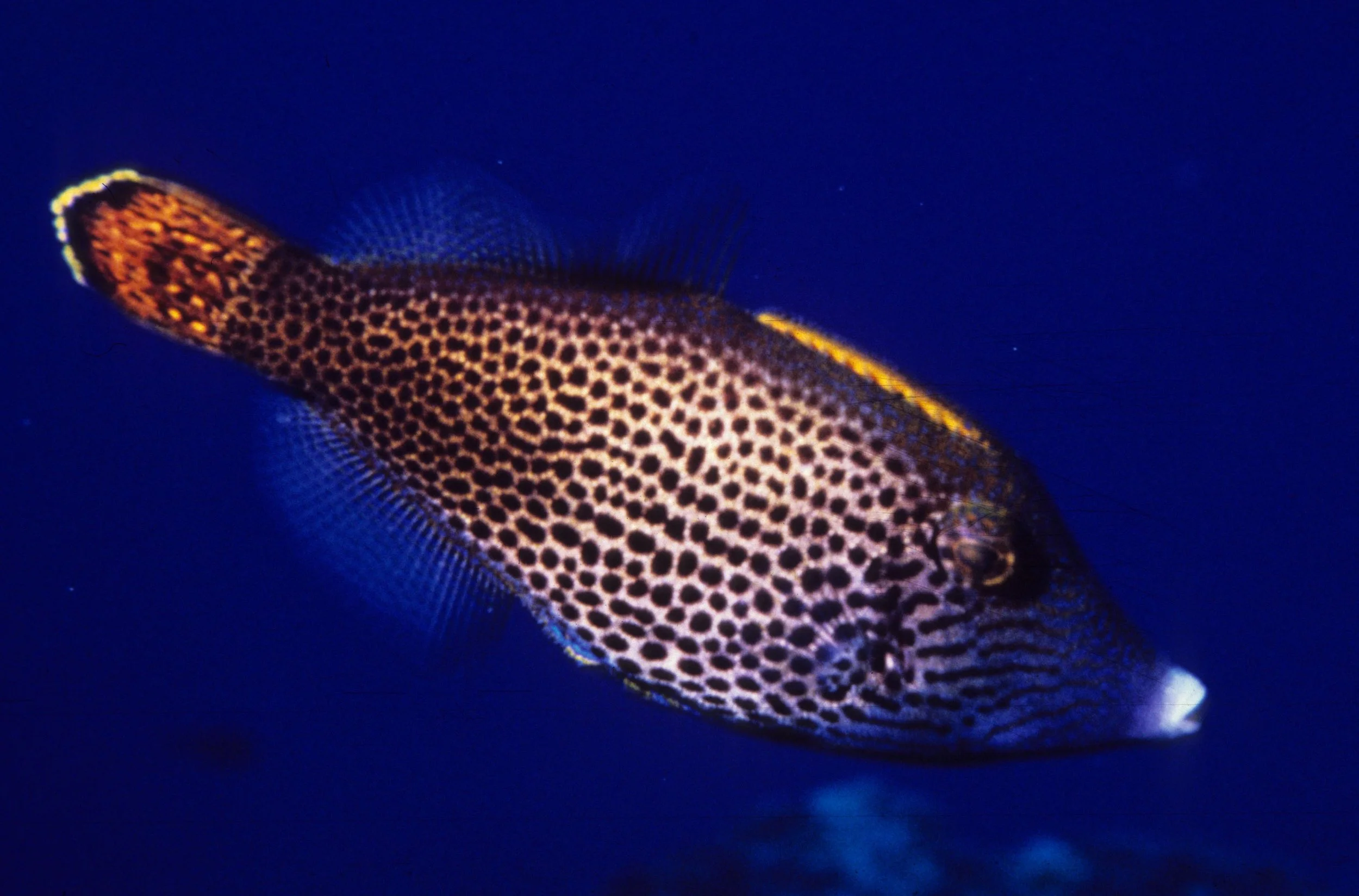 FISH - TROPICAL FISH - HAWAII (4).jpg