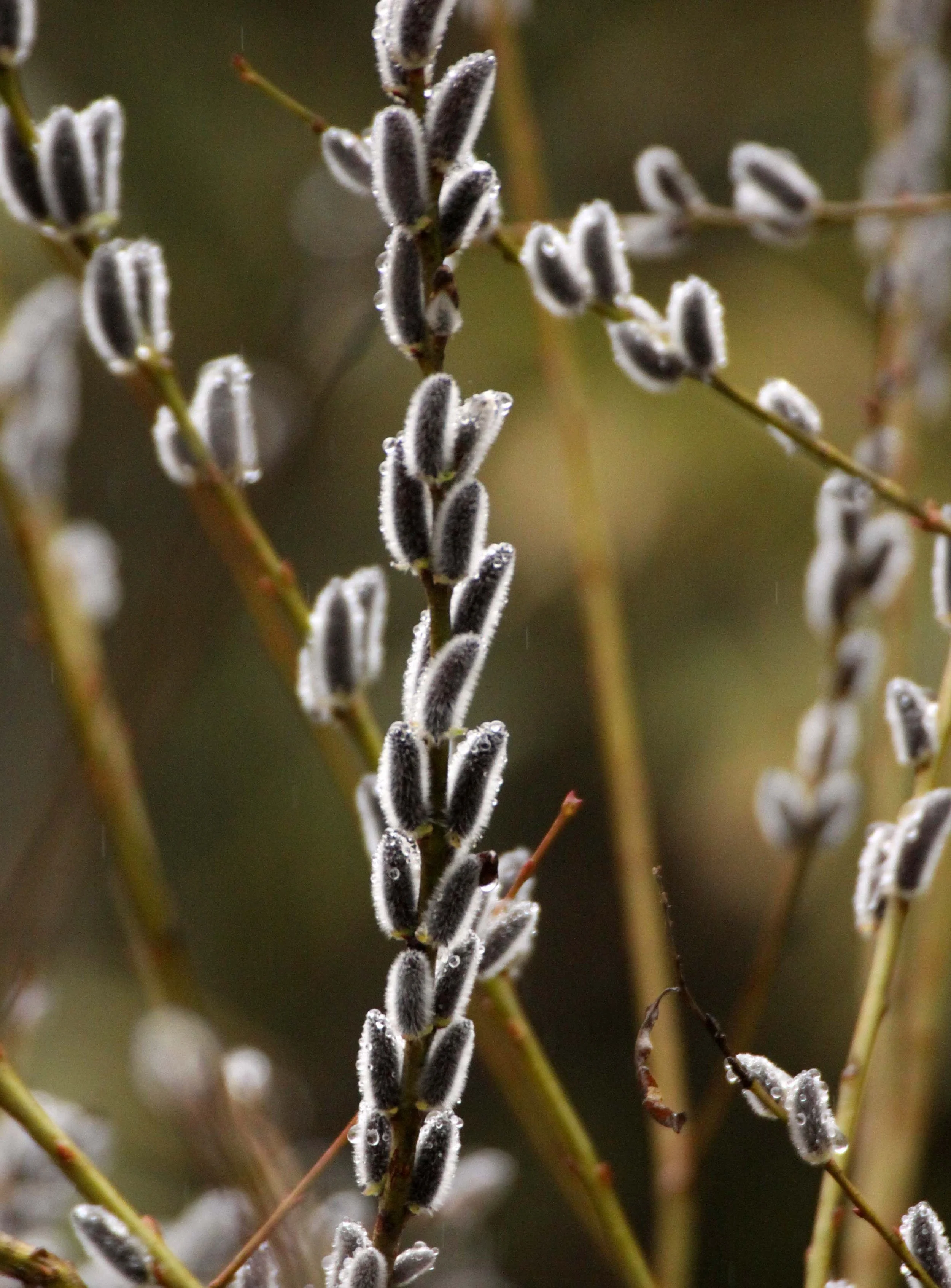 FOPING NATURE RESERVE SHAANXI PROVINCE CHINA (9).JPG
