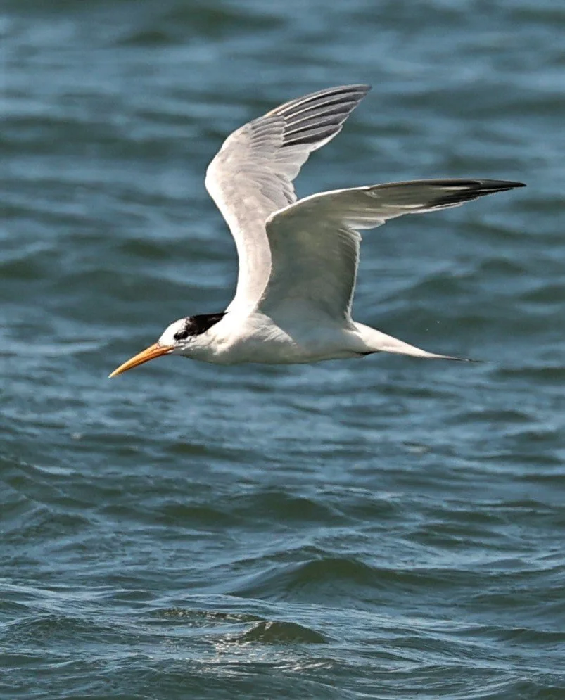 Thalasseus elegans - ELEGANT TERN - ELKHORN SLOUGH MOSS LANDING CALIFORNIA AUGUST 2022 (25).jpg