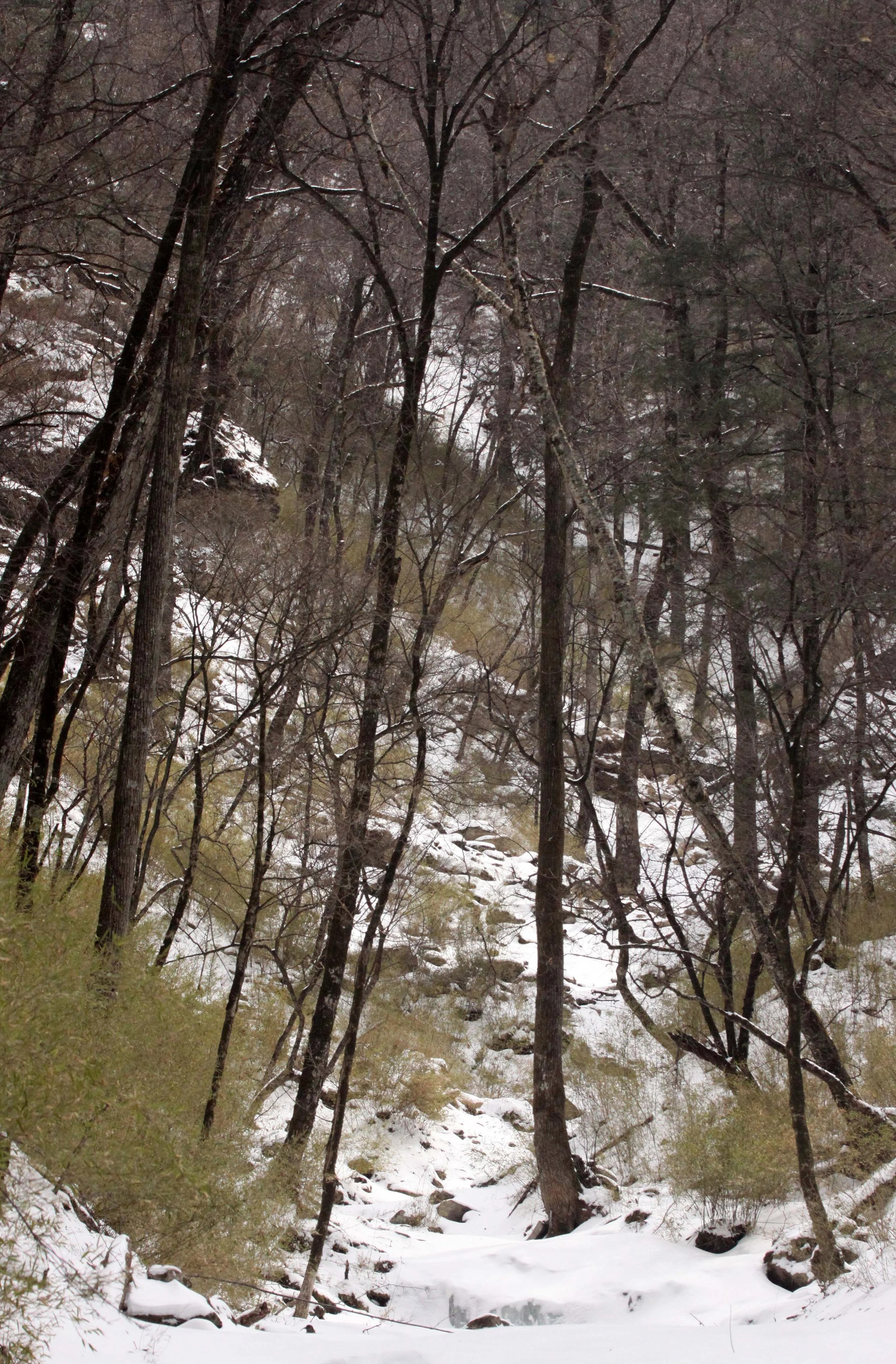 FOPING NATURE RESERVE - SHAANXI PROVINCE CHINA (142).JPG