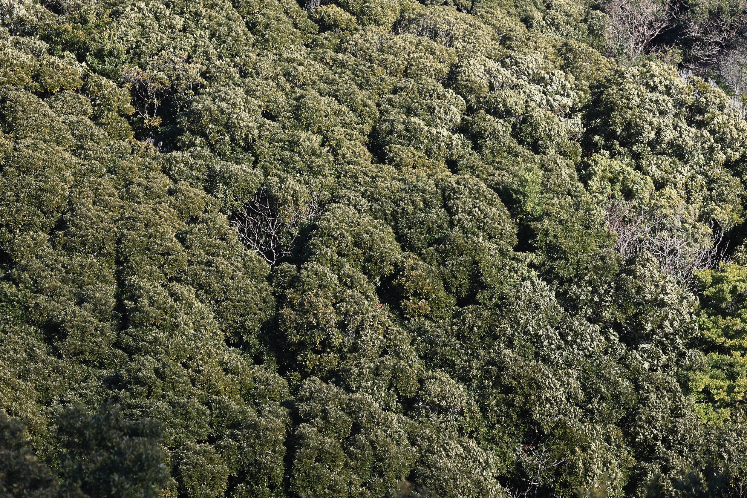 Cape Hyuga, Miyzazki, Umagase Kyushu (36).jpg