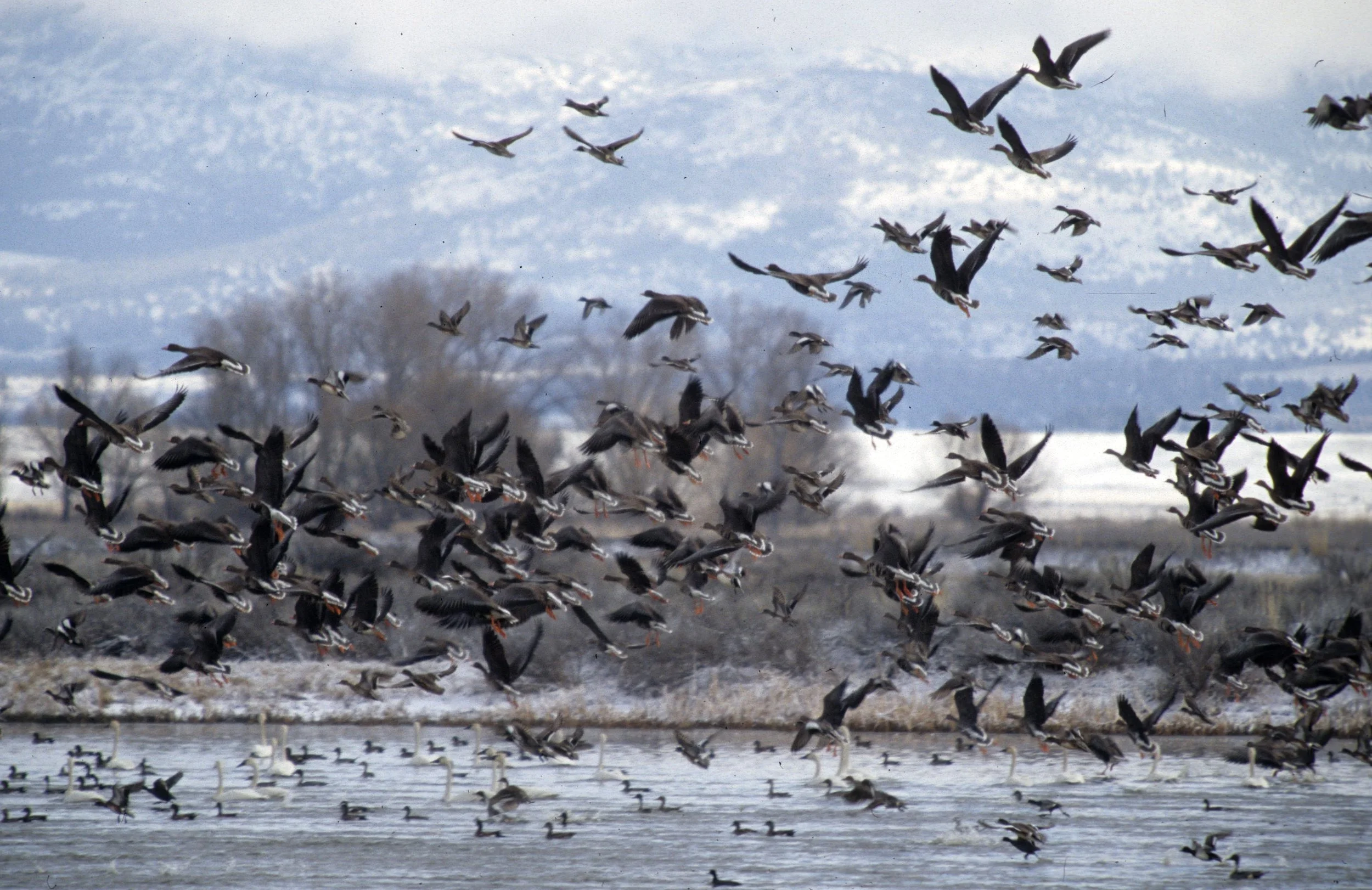GOOSE - GREATER WHITE FRONTED - Anser albifrons - KLAMMATH BASIN (6).jpg