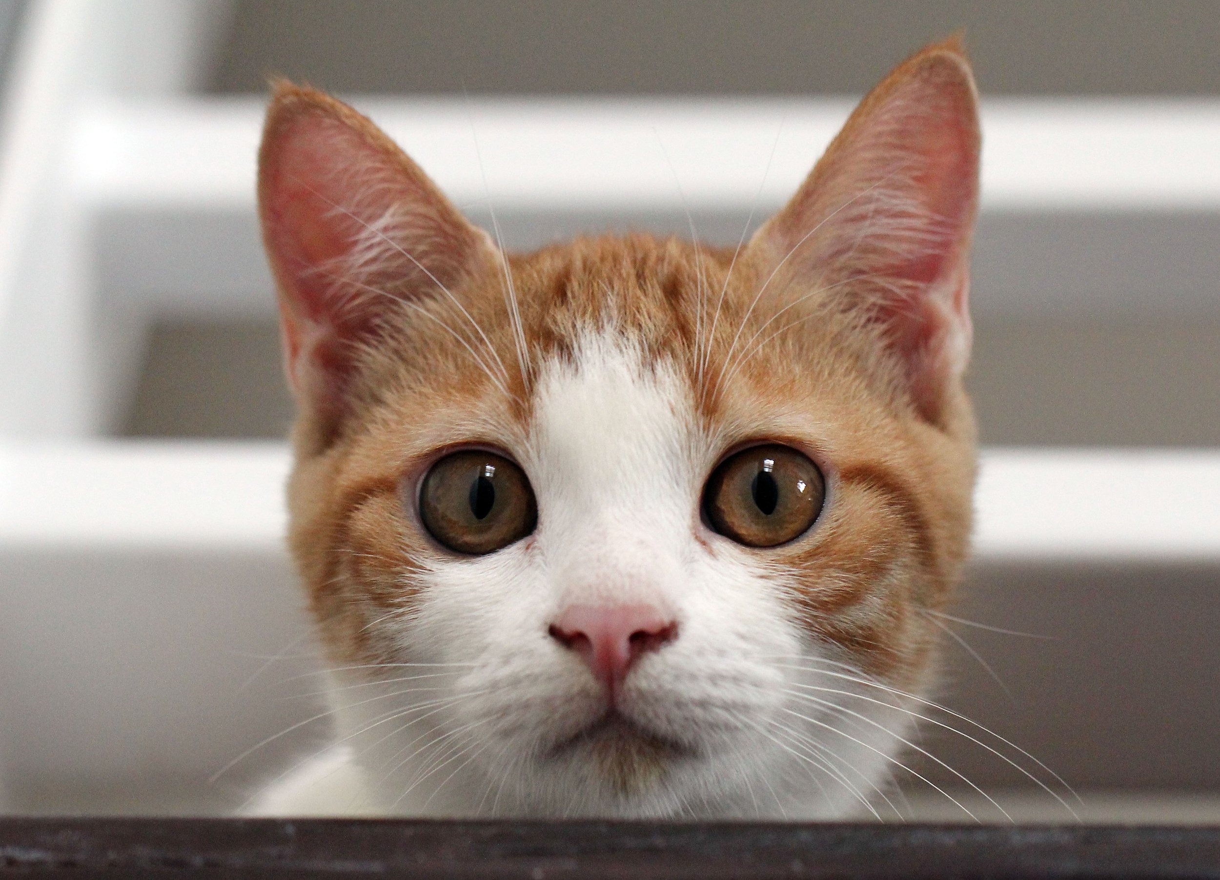 2015 Cats - Ukura & Jean Luc (28).JPG
