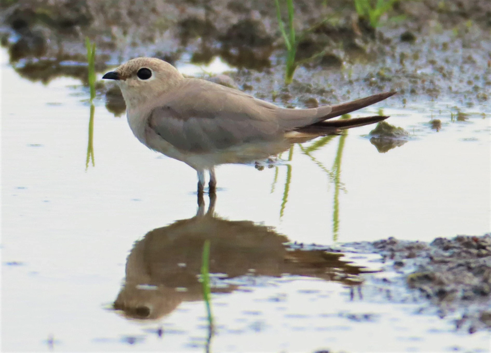 PRATINCOLE - SMALL PRATINCOLE - Glareola lactea - BANG KHAEM NAKHON PATHOM (31).jpg
