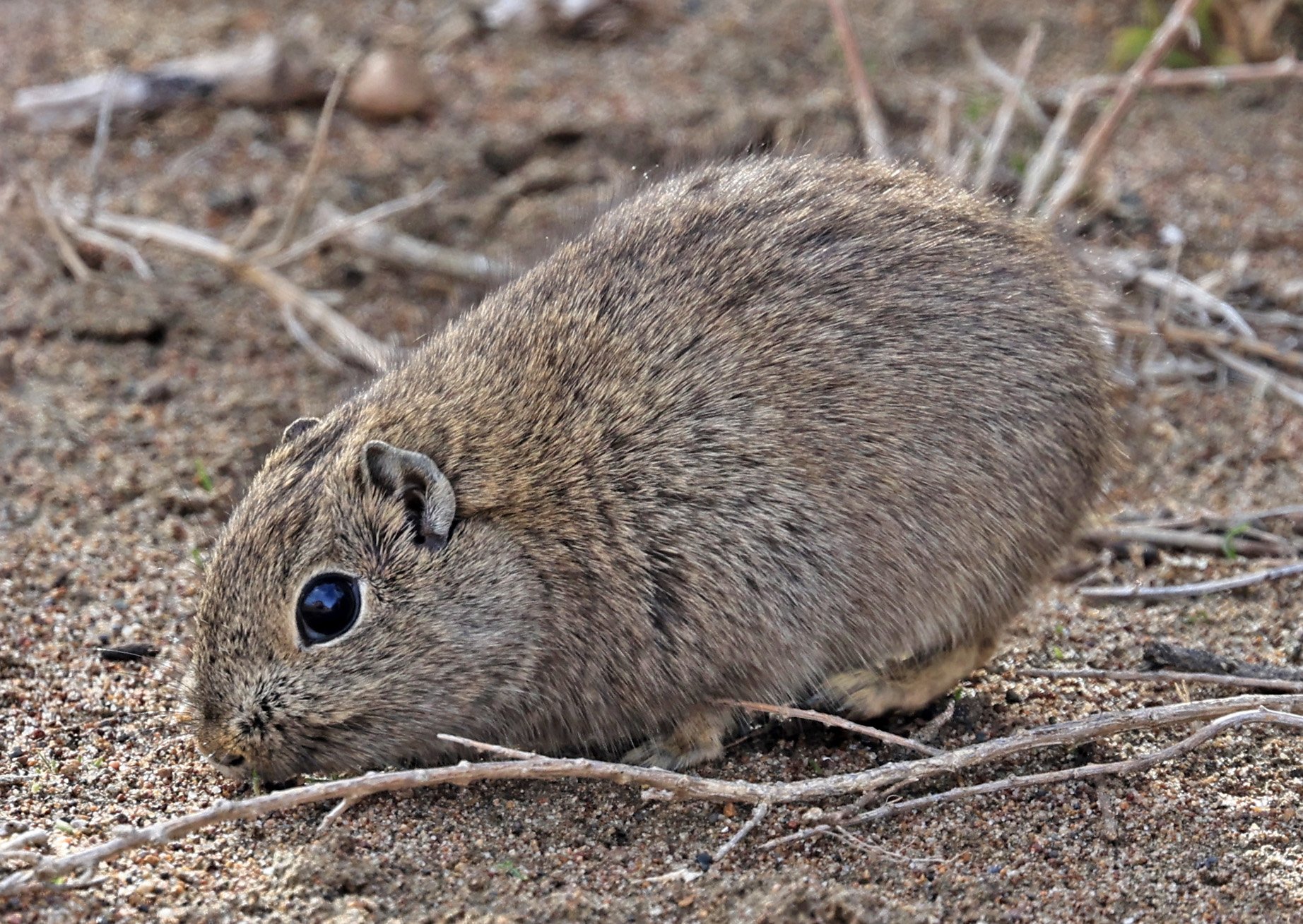 Southern Mountain Cavy (Microcavia australis) Valdes Peninsula, Chubut Province, Argentina