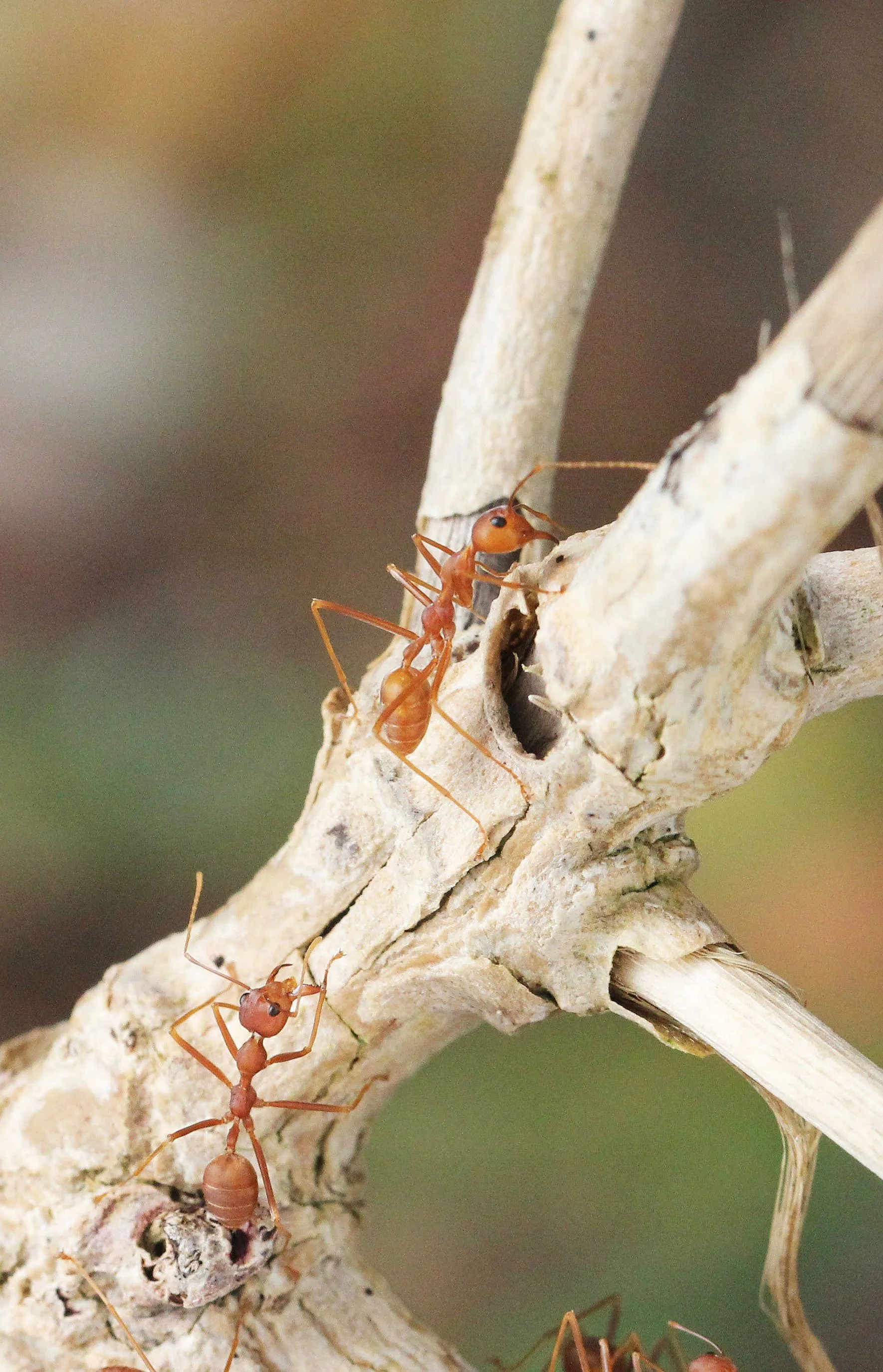 2015 Koh Lanta Build and Fun (167).JPG