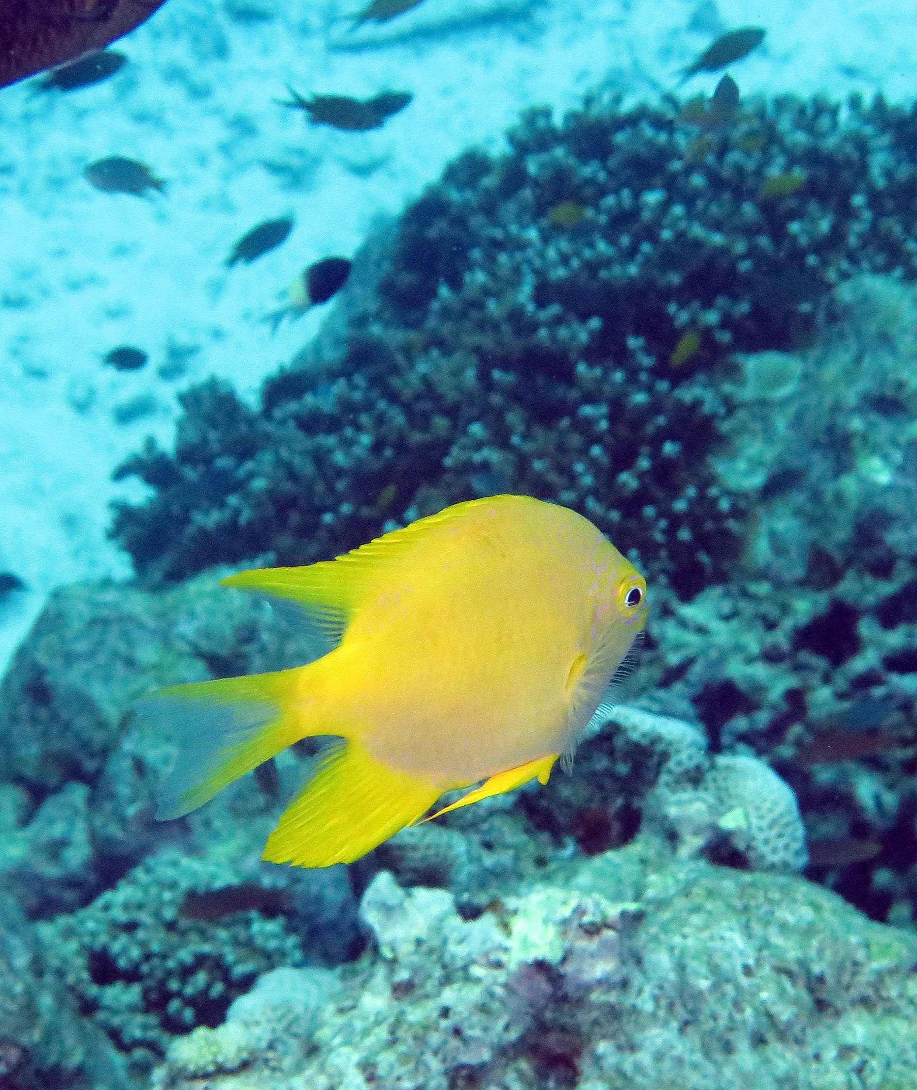 Pomacentridae - Amblyglyphidodon aureus - Golden Damselfish - Similans Thailand.JPG