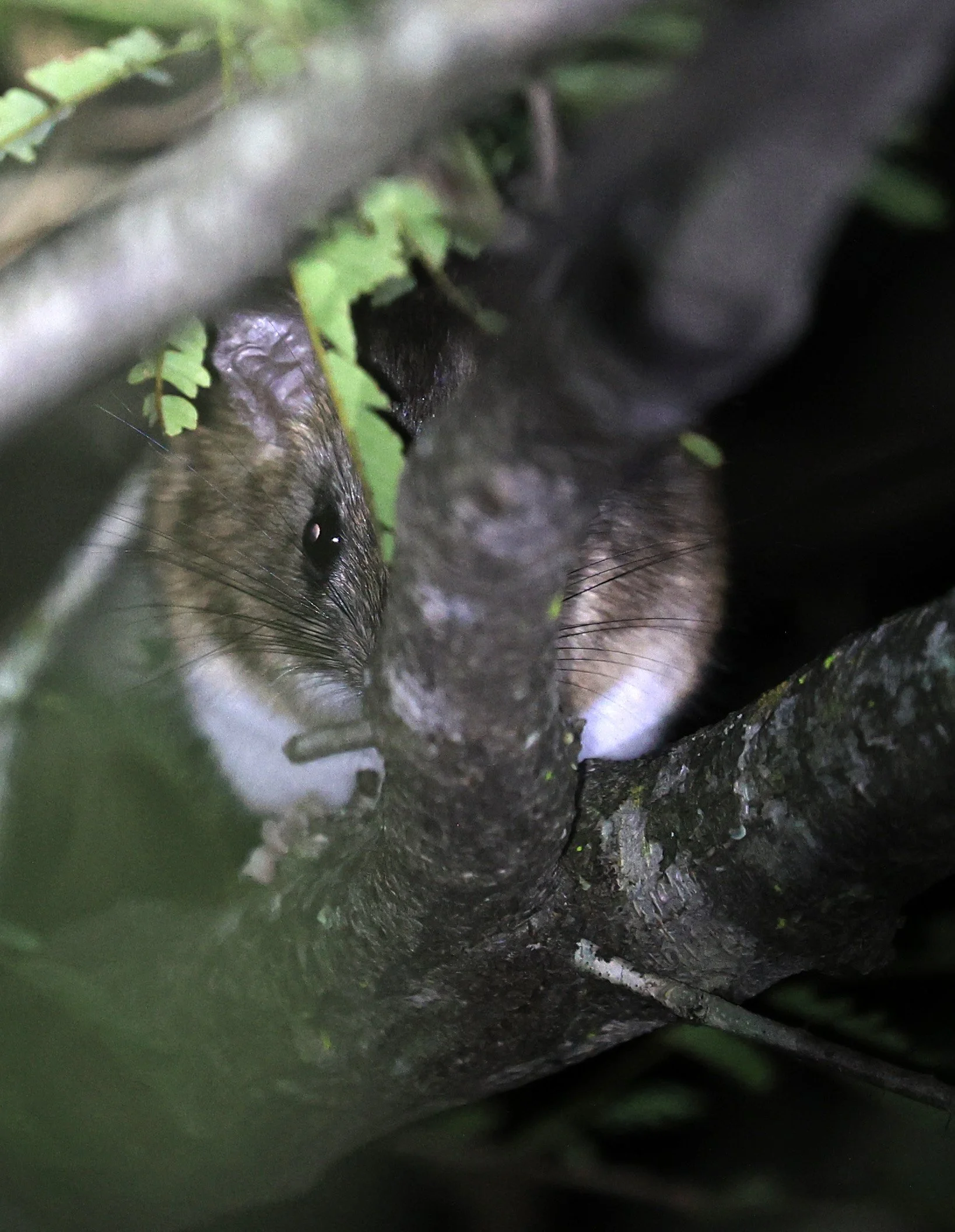 Chaco Pericote or Central Leaf-eared Mouse (Graomys chacoensis) Reserva Nueland  Selva Serena (3).jpg
