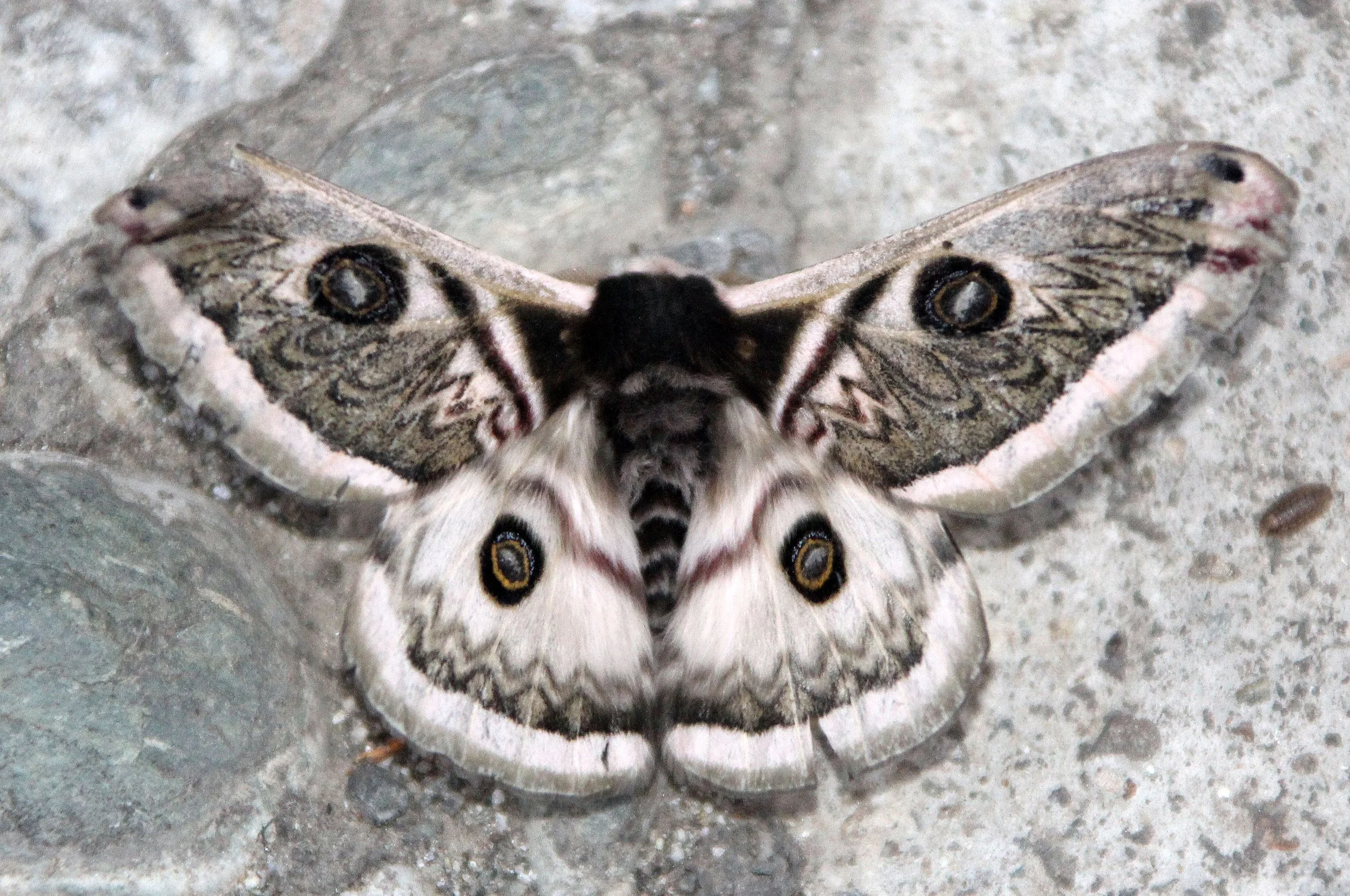 Saturnia pavonia -  Tangjiahe National Park, Sichuan, China