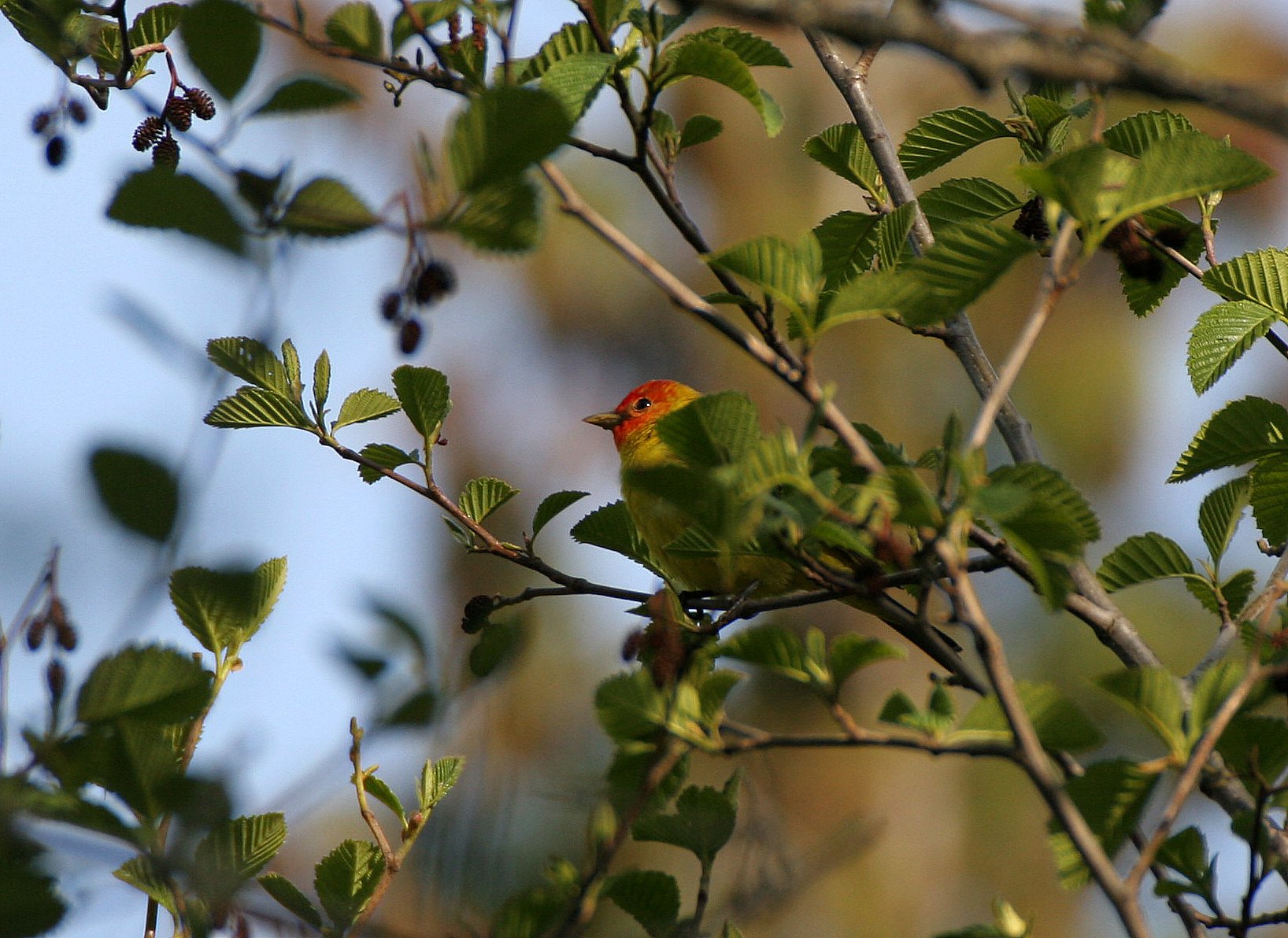 Tanager - Piranga ludoviciana - Western Tanager - Lake Farm, Port Angeles, Olympic Peninsula Washington (45).JPG