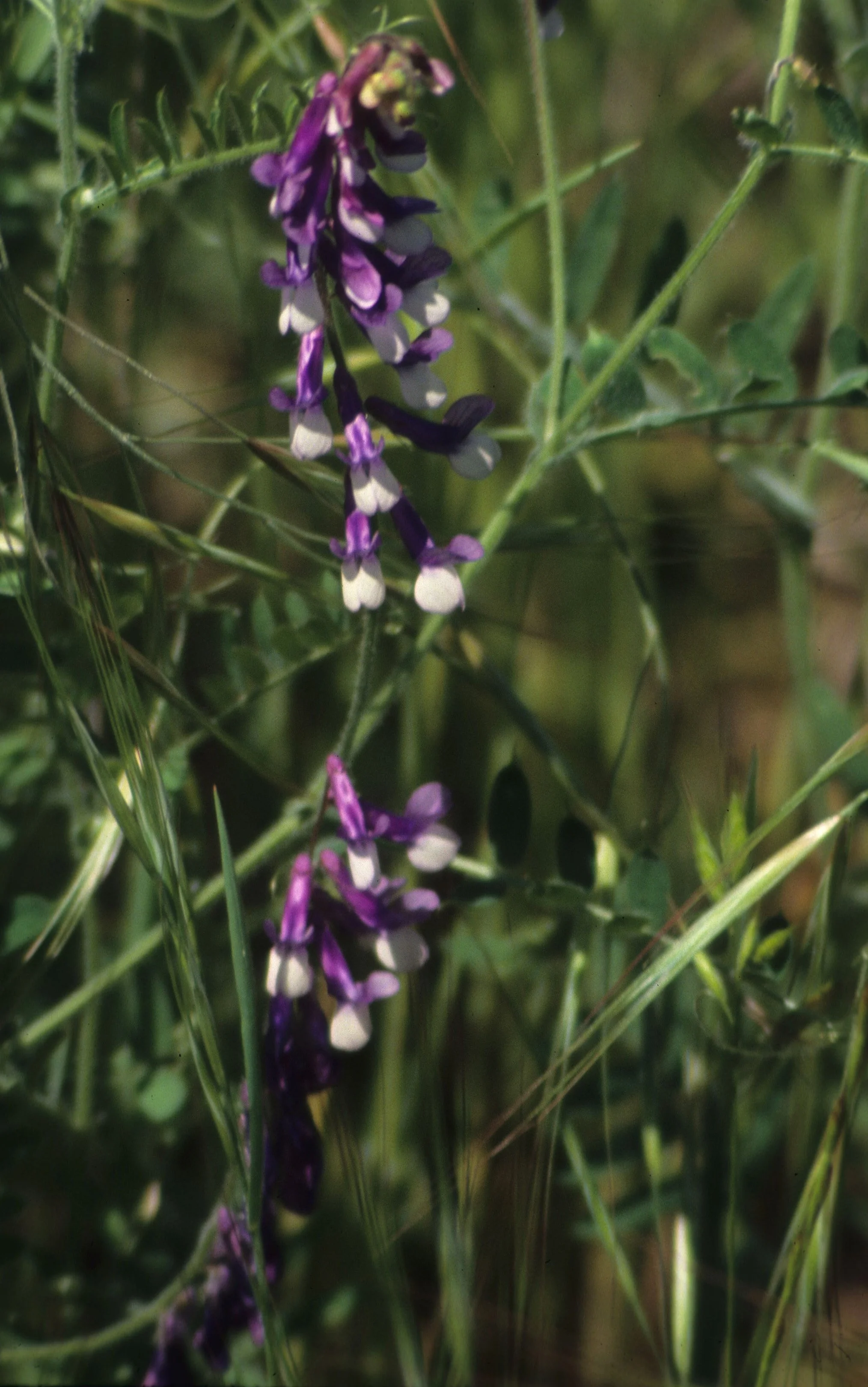 AMERICAN RIVER - VICIA SPECIES - VETCH SPECIES.jpg