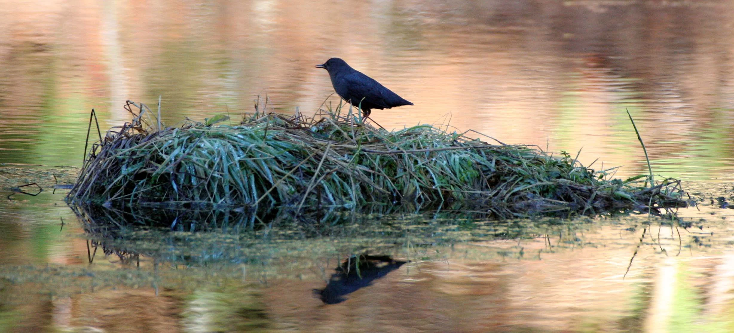 American dipper (Cinclus mexicanus) Hoh Rainforest Washington State (26).JPG