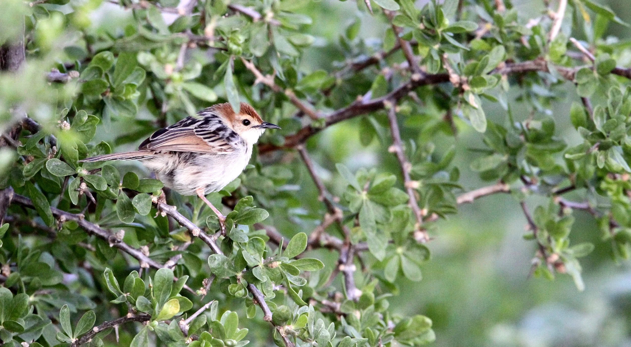 BIRD - CISTICOLA - GREY-BACKED CISTICOLA - CISTICOLA SUBRUFICAPILLA - TABLE MOUNTAIN NATIONAL PARK SOUTH AFRICA - SIMON'S TOWN ROOKERY.JPG