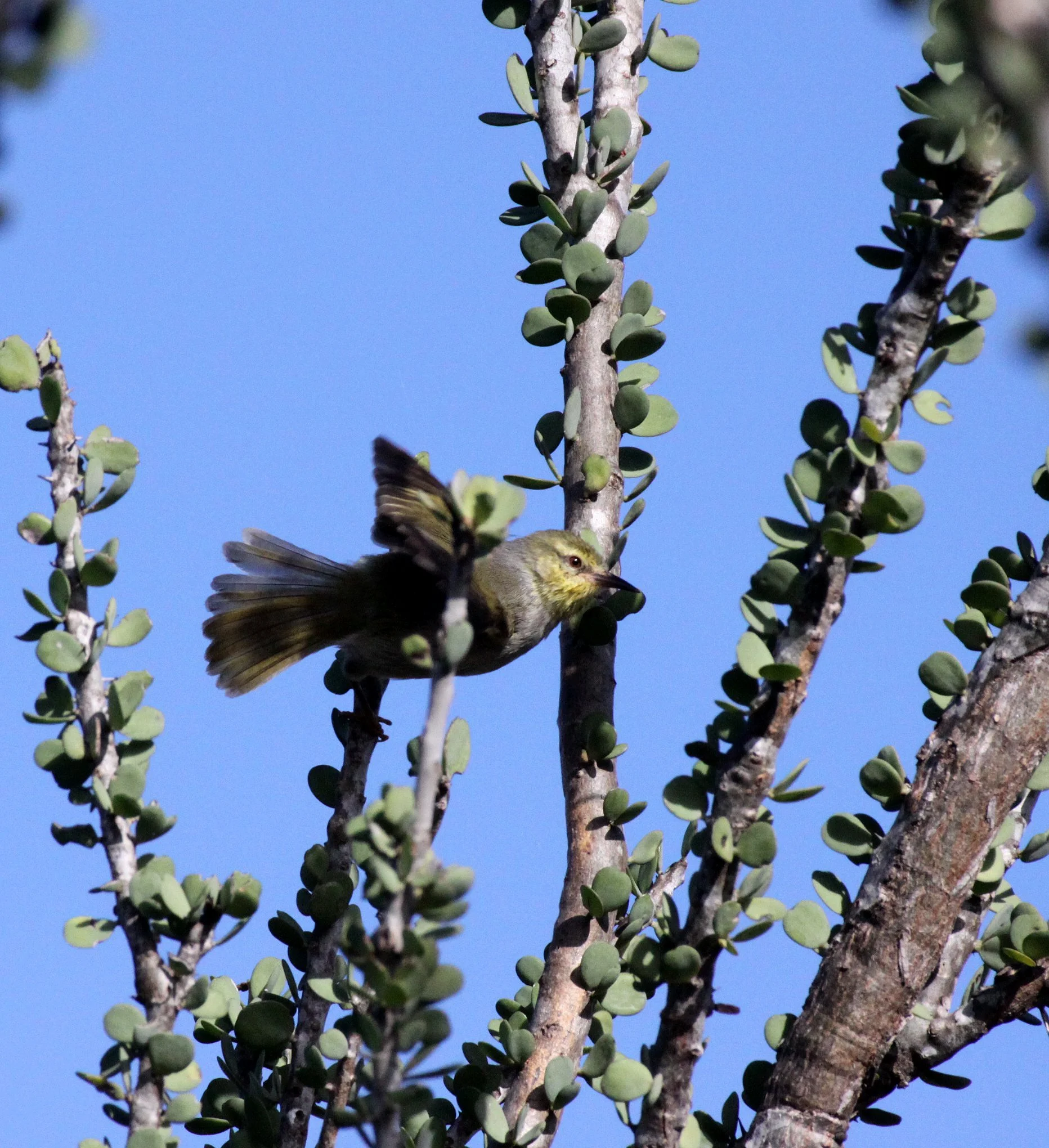 BIRD - JERY - COMMON JERY - NEOMIXIS TENELLA - ANDOHAHELA NATIONAL PARK MADAGASCAR (6).JPG