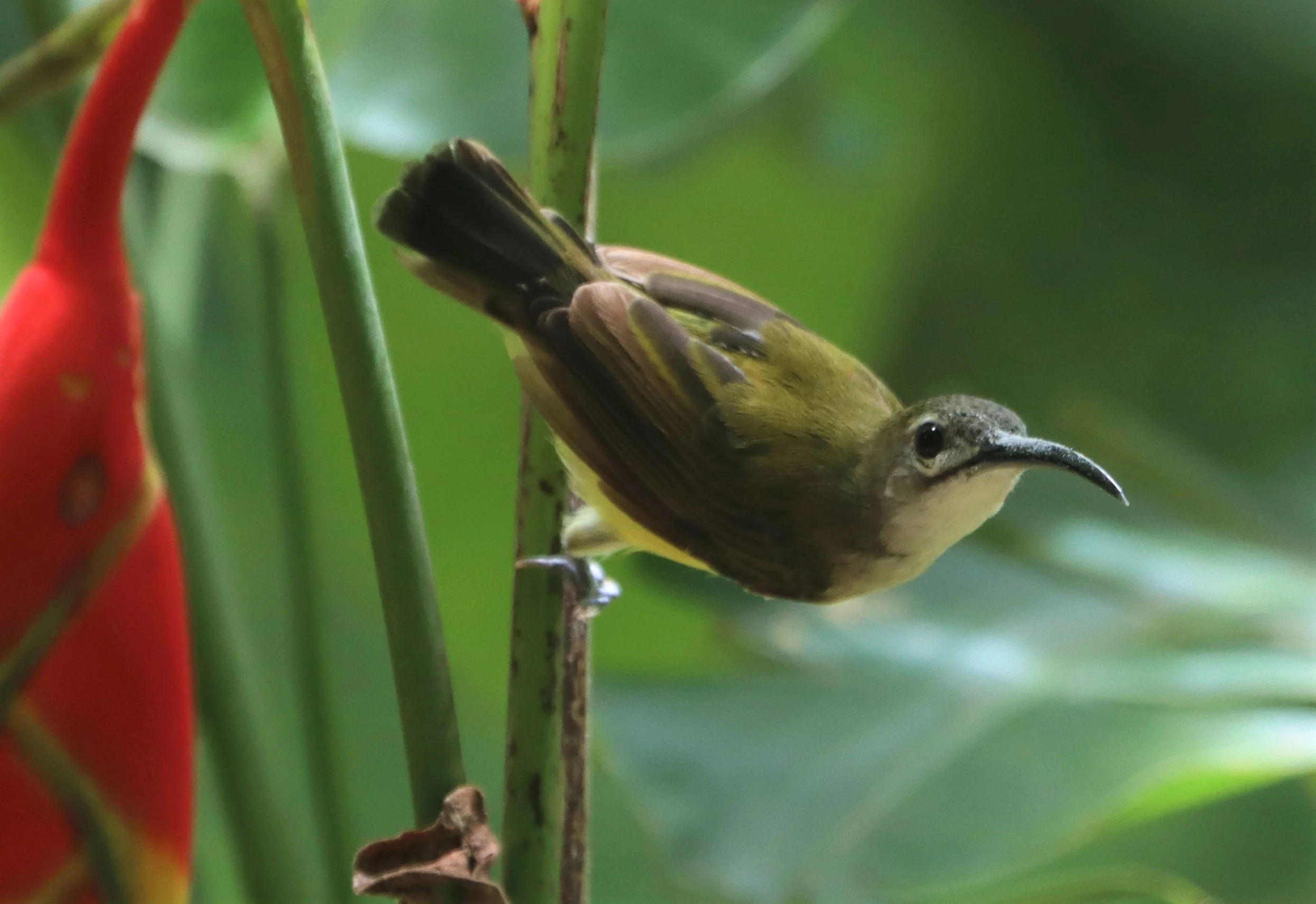 SPIDERHUNTER - LITTLE SPIDERHUNTER - Arachnothera longirostra - BAAN MAKA PETCHABURI (18).jpg