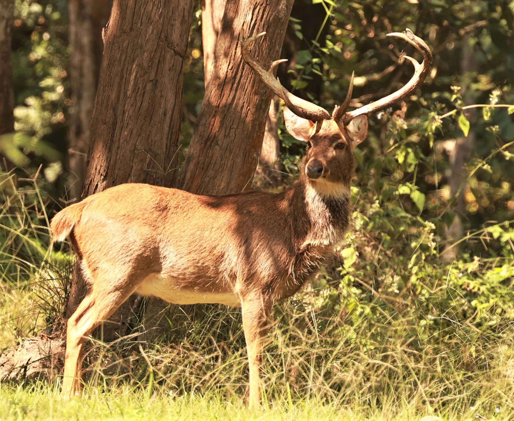 Panolia eldii thamin - ELD'S DEER - HUAI KHA KAENG WILDLIFE SANCTUARY DEC 2022 (7).jpg