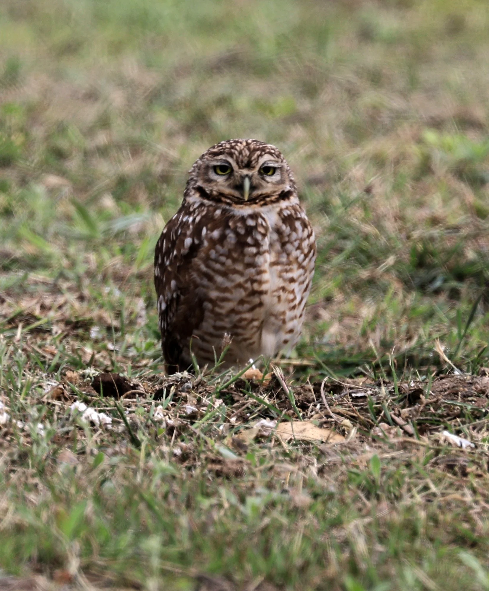 Burrowing Owl (Athene cunicularia) Aurora Chaquena near Neuland Mennonite Colony Paraguay (2).jpg