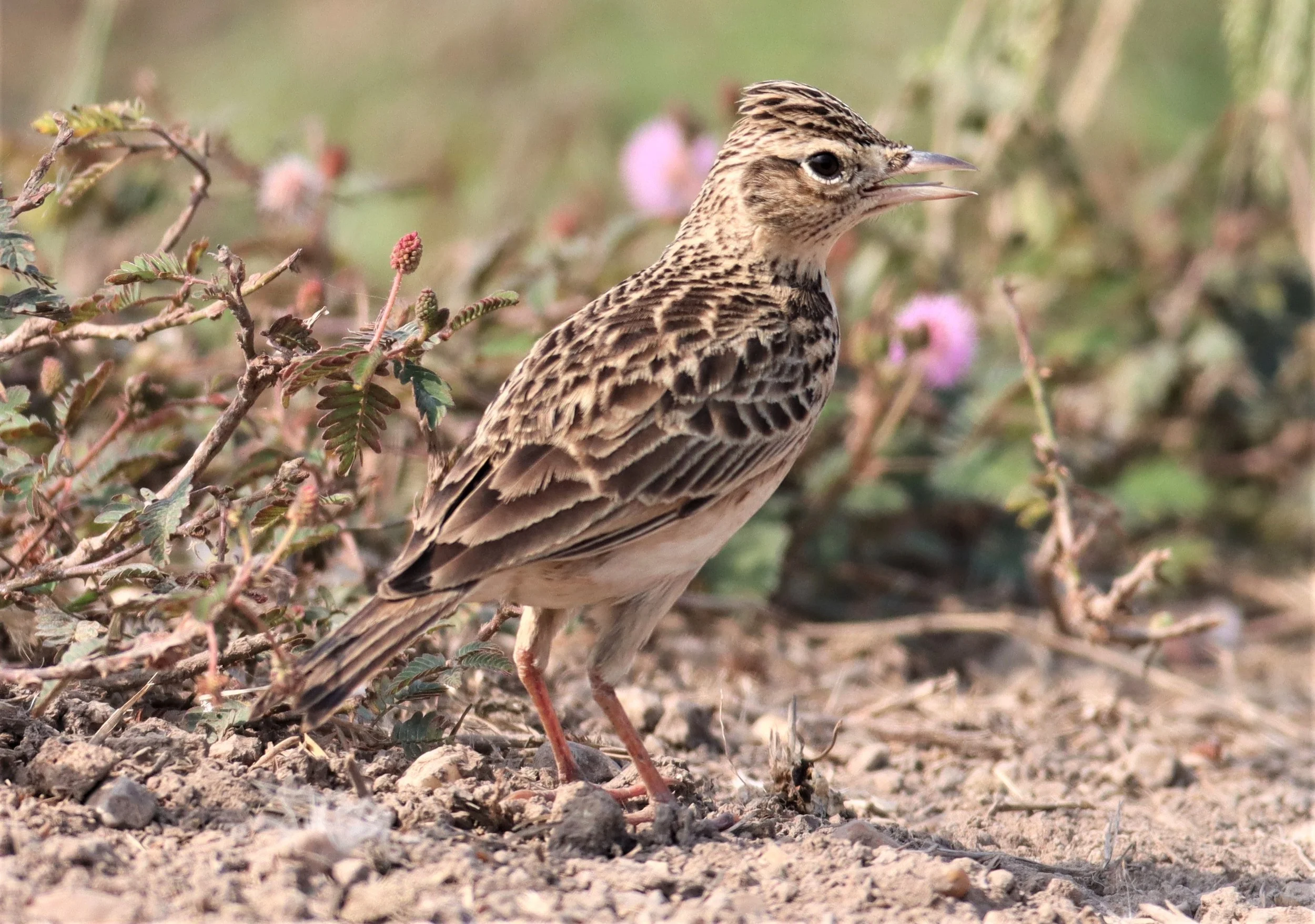 Oriental Skylark (Alauda gulgula) Bang Khaem Wetlands Nakhon Pathom (13).jpg
