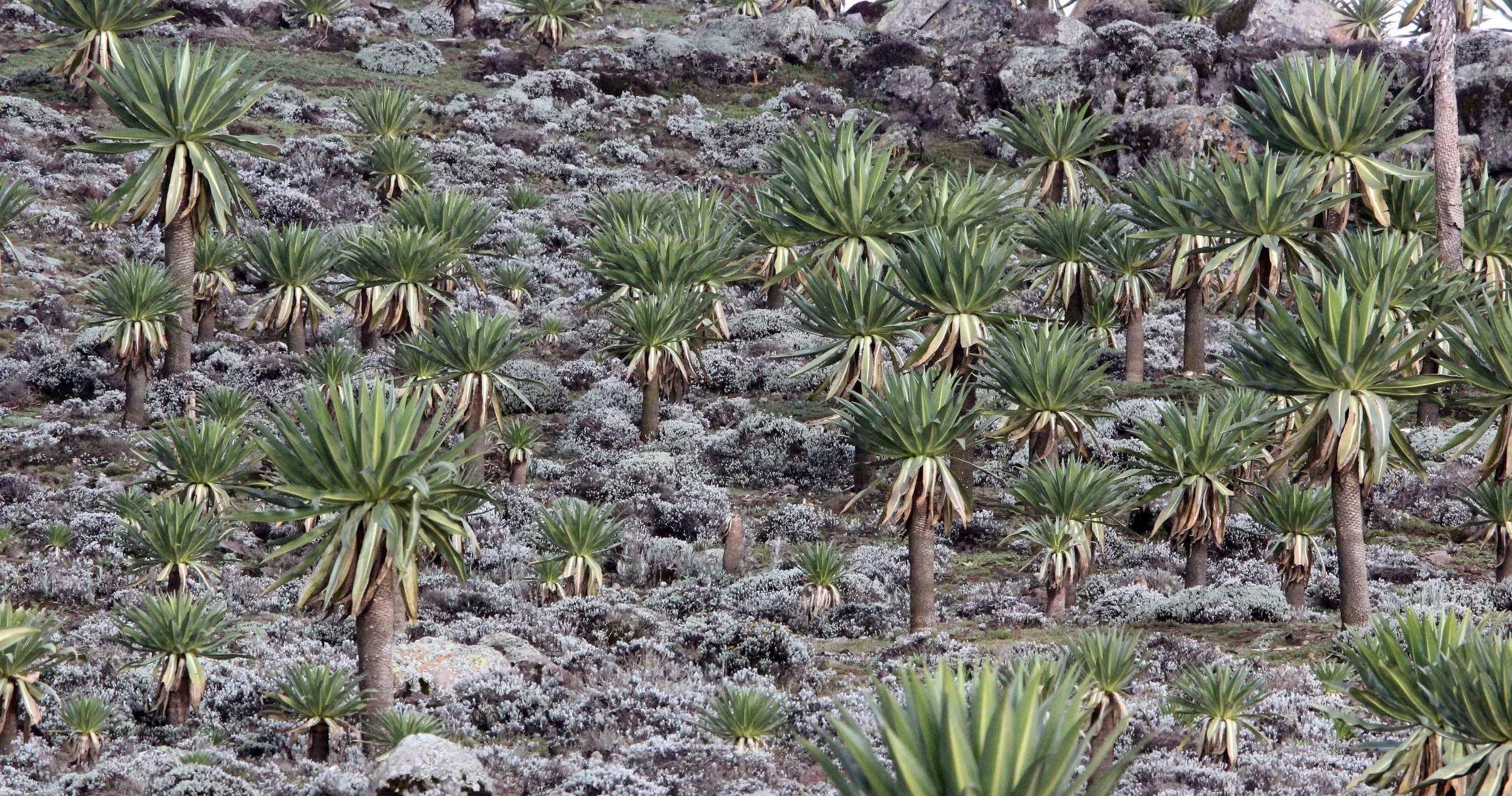 BALE MOUNTAINS NATIONAL PARK ETHIOPIA (145).JPG