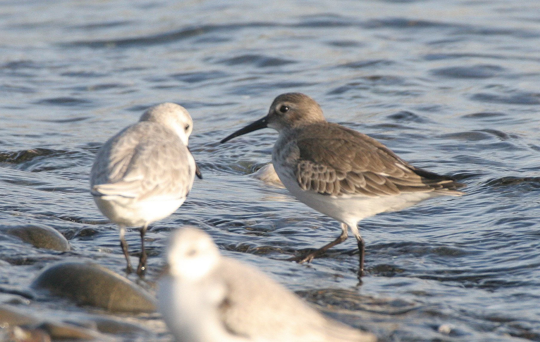 BIRD - DUNLIN - PA HARBOR (4).jpg