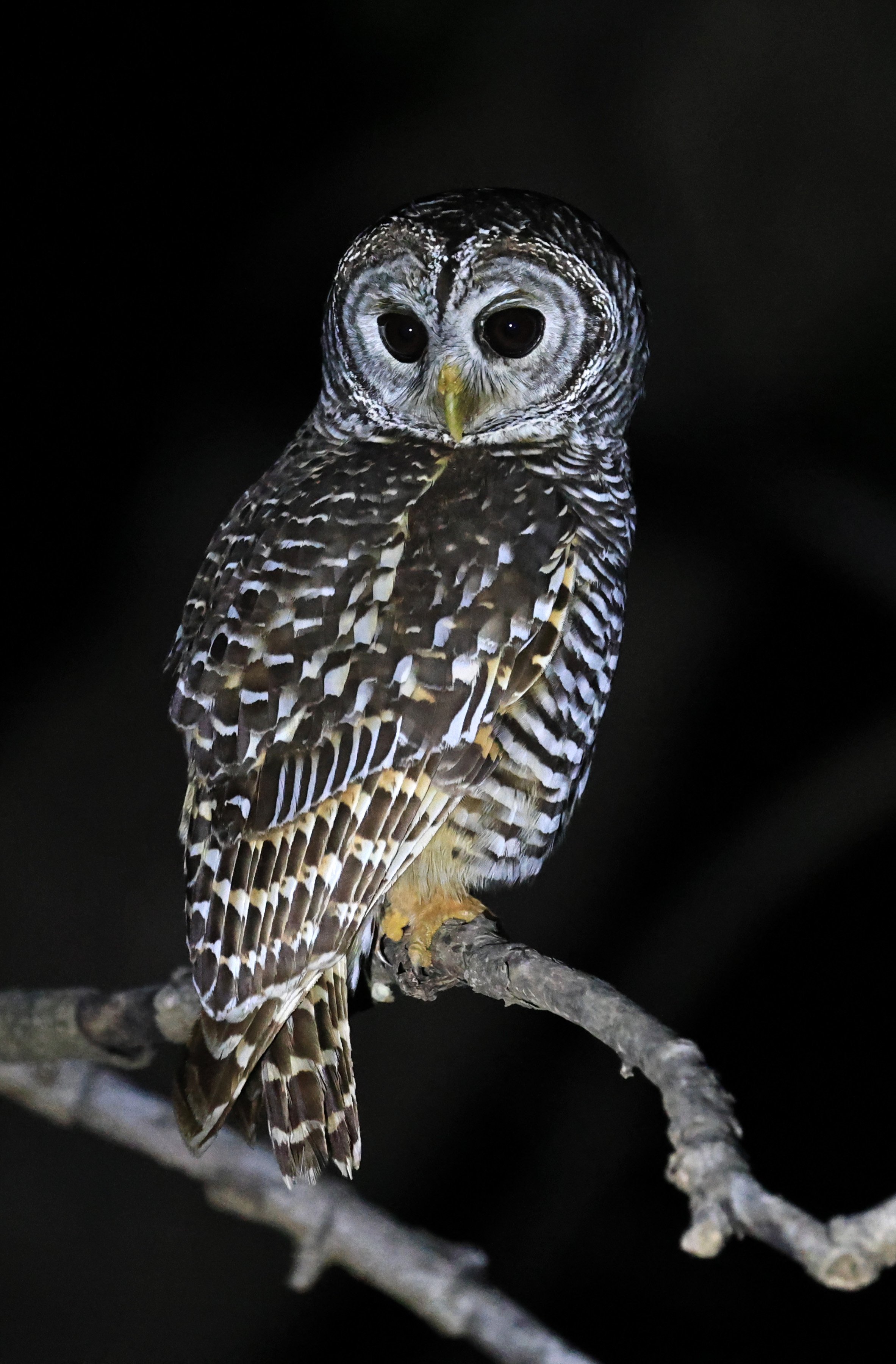 Chaco Owl (Strix chacoensis) Reserva Nueland  Selva Serena (23).jpg